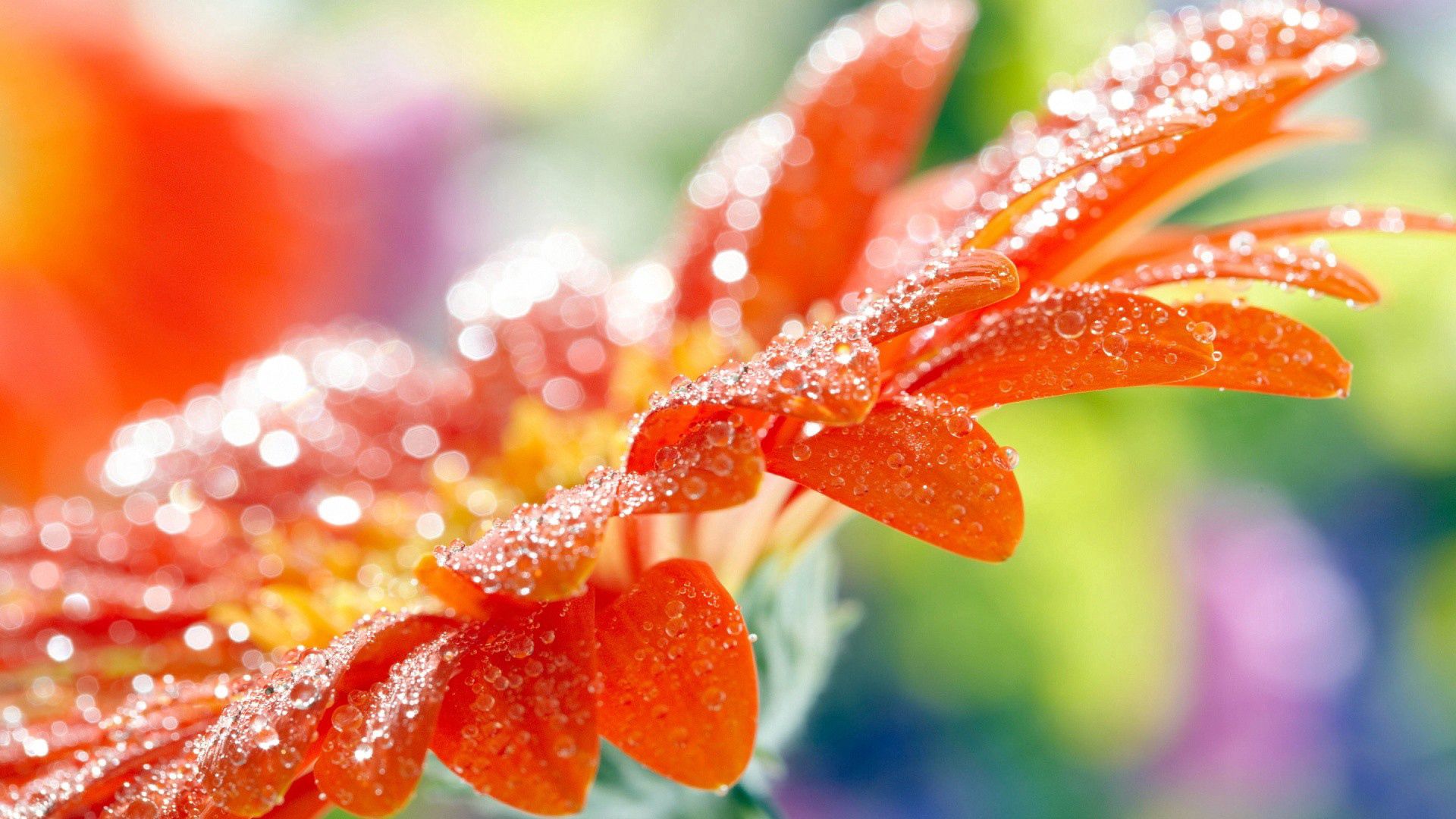 dew, drops, flower, macro Free Stock Photo