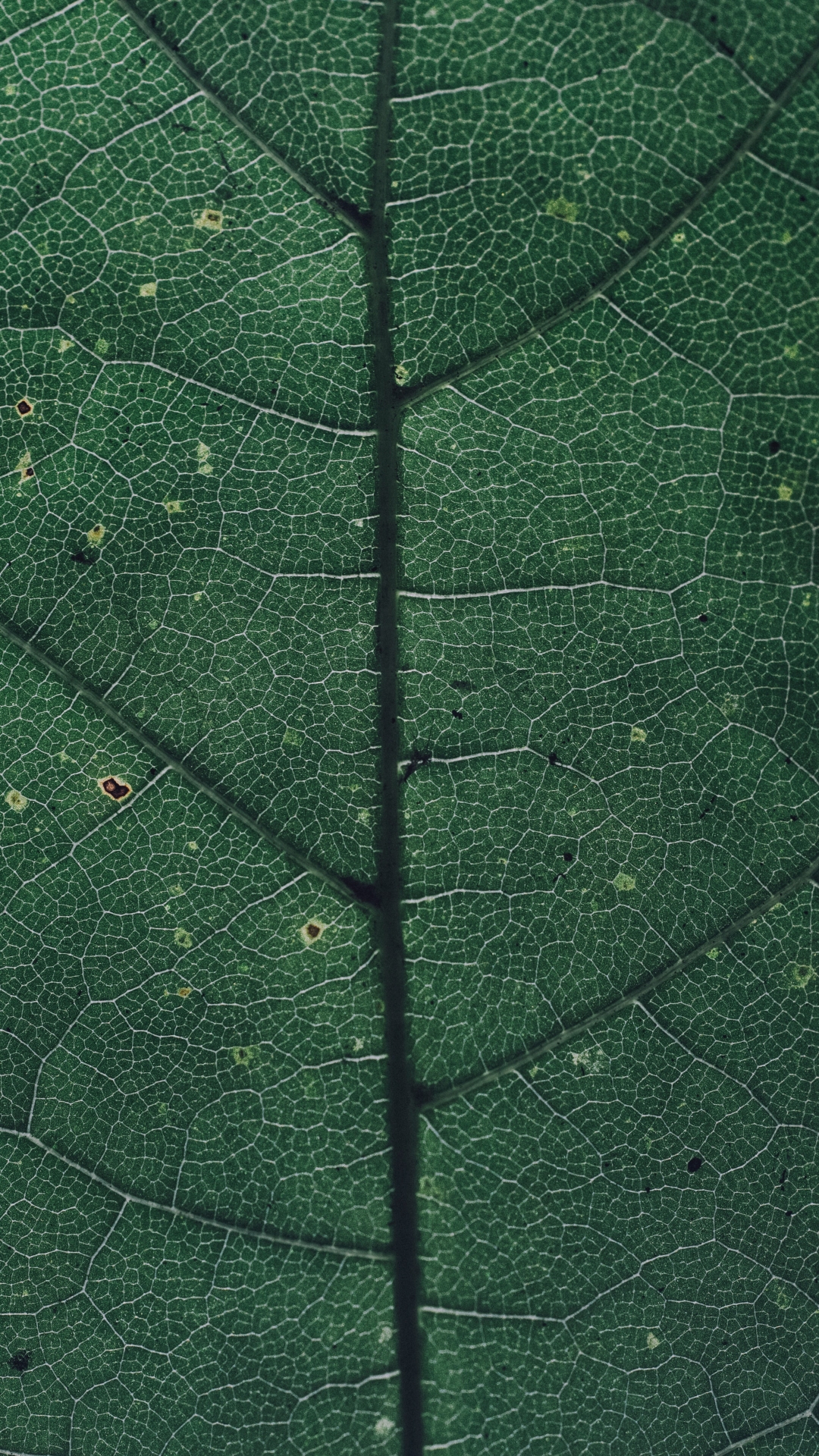 Download mobile wallpaper Macro, Leaf, Earth, Greenery for free.