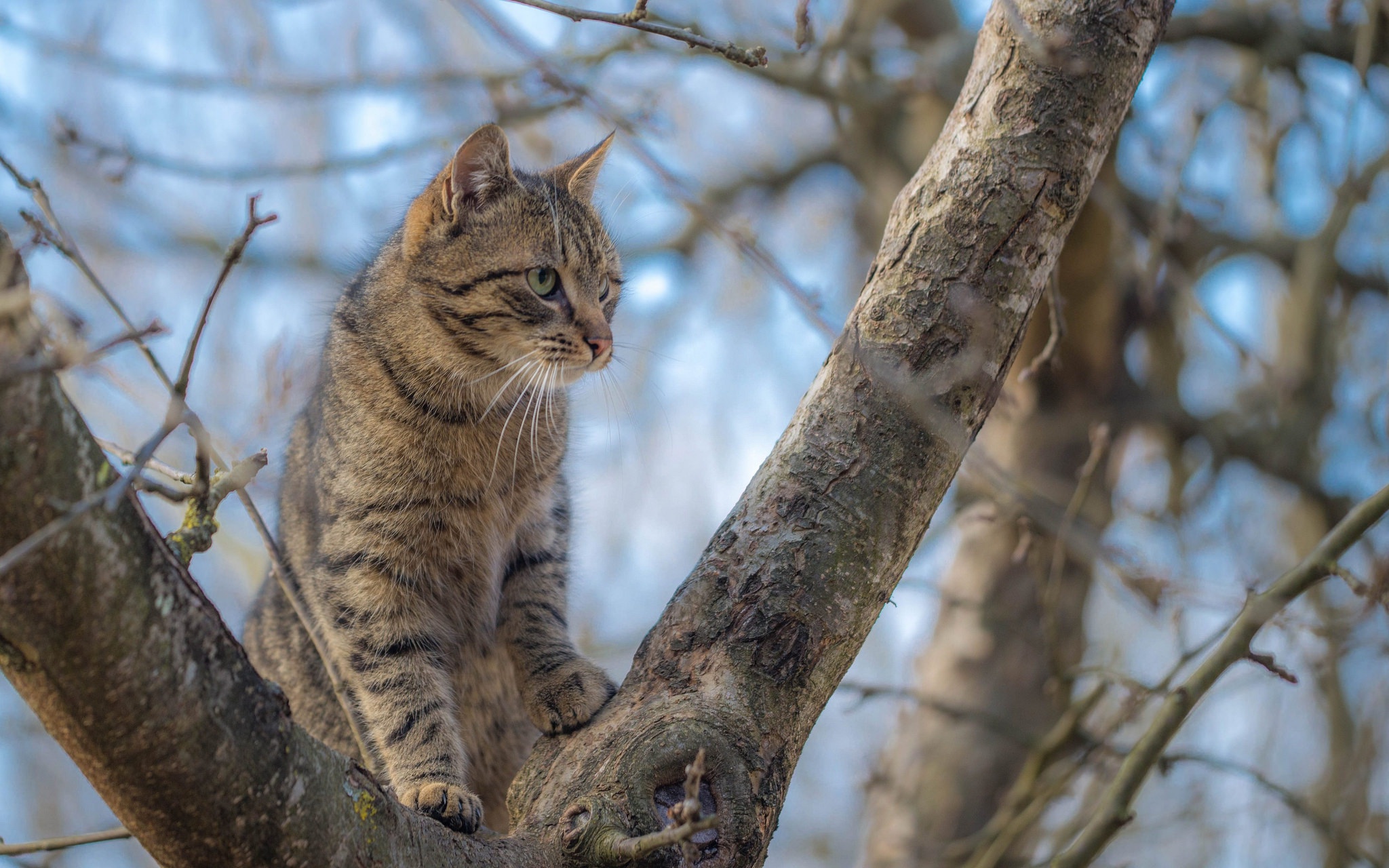 Free download wallpaper Cats, Cat, Branch, Animal on your PC desktop