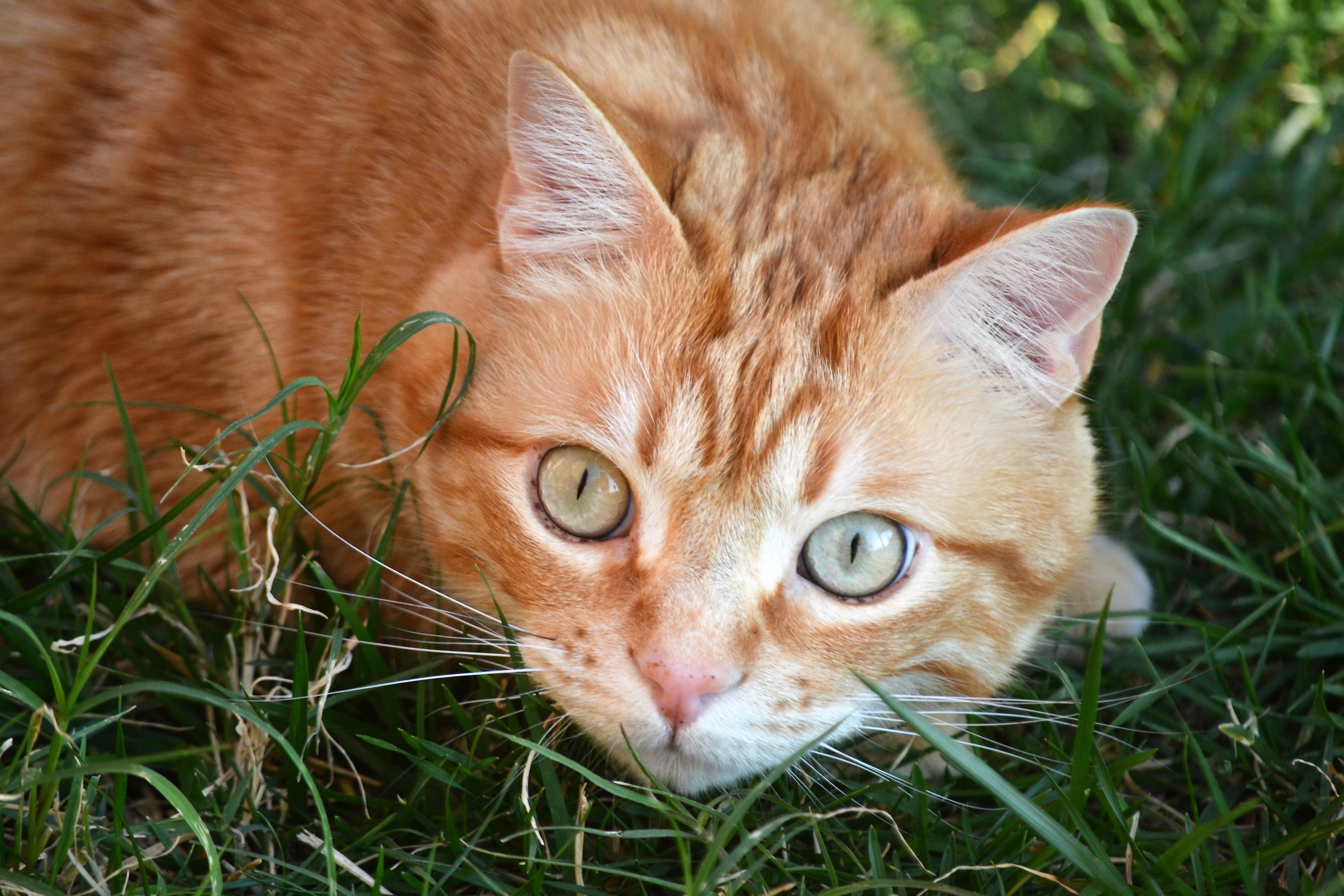 Descarga gratuita de fondo de pantalla para móvil de Animales, Gato, Mirar Fijamente.