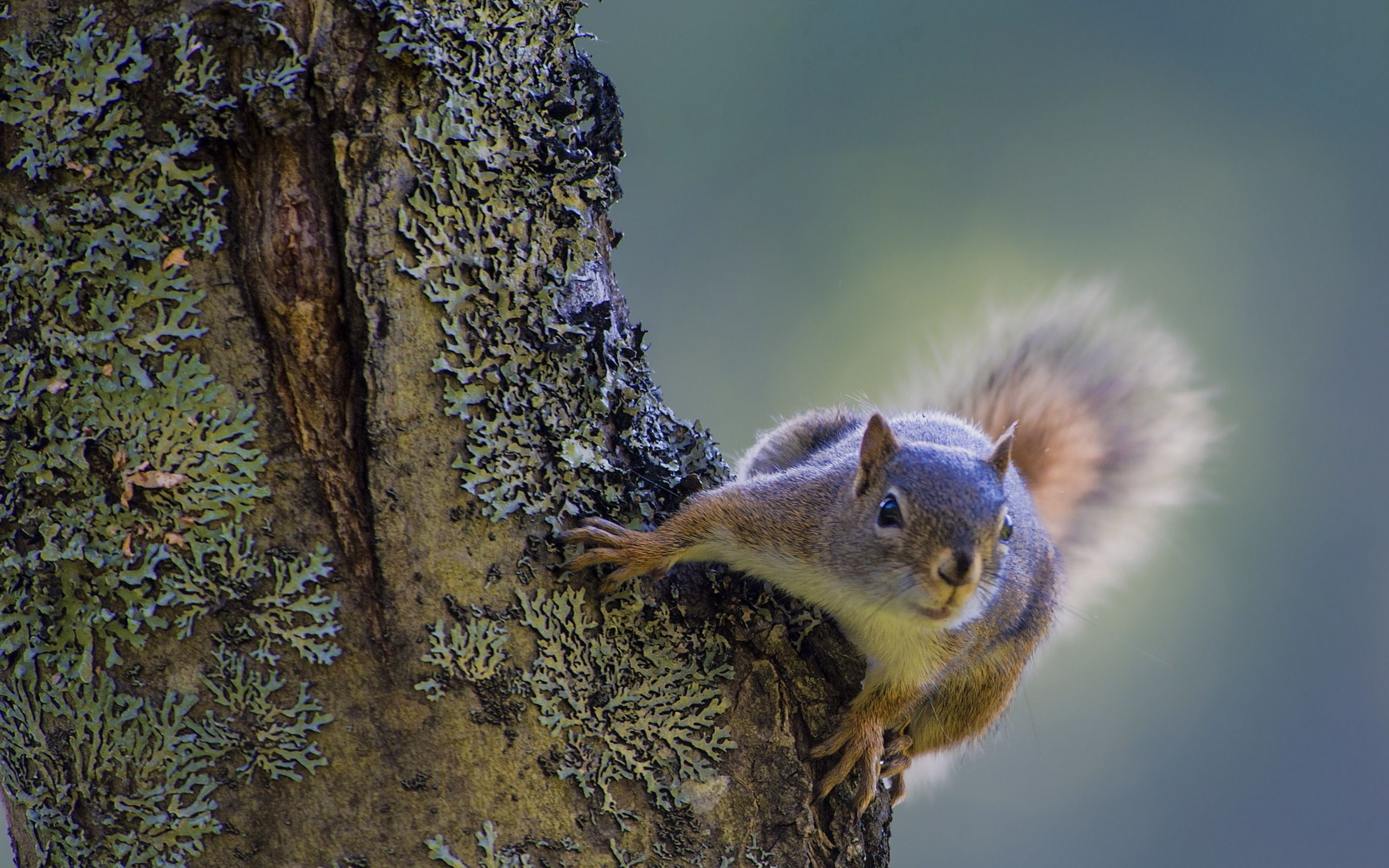Free download wallpaper Animals, Wood, Tree, Bark, Climb, Squirrel on your PC desktop