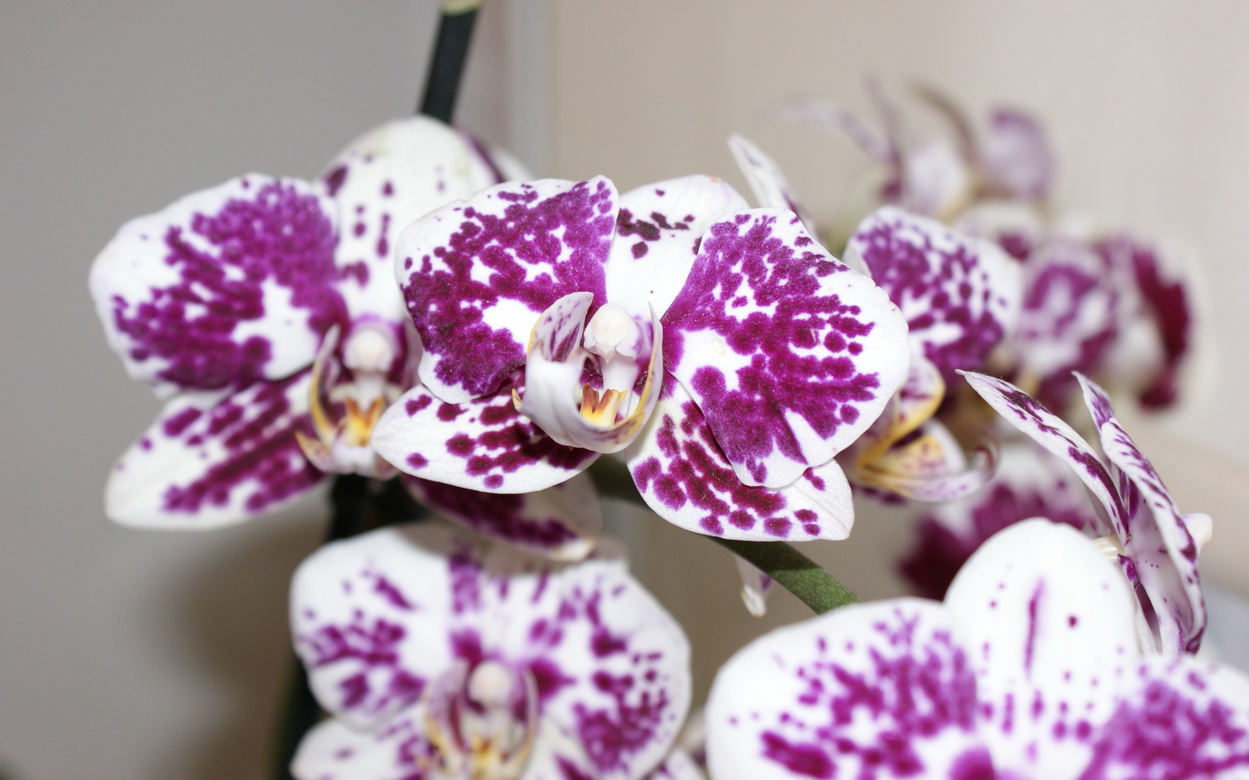 171288 descargar fondo de pantalla tierra/naturaleza, orquídea, flores: protectores de pantalla e imágenes gratis