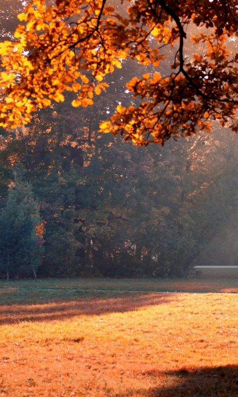 Descarga gratuita de fondo de pantalla para móvil de Otoño, Tierra/naturaleza.