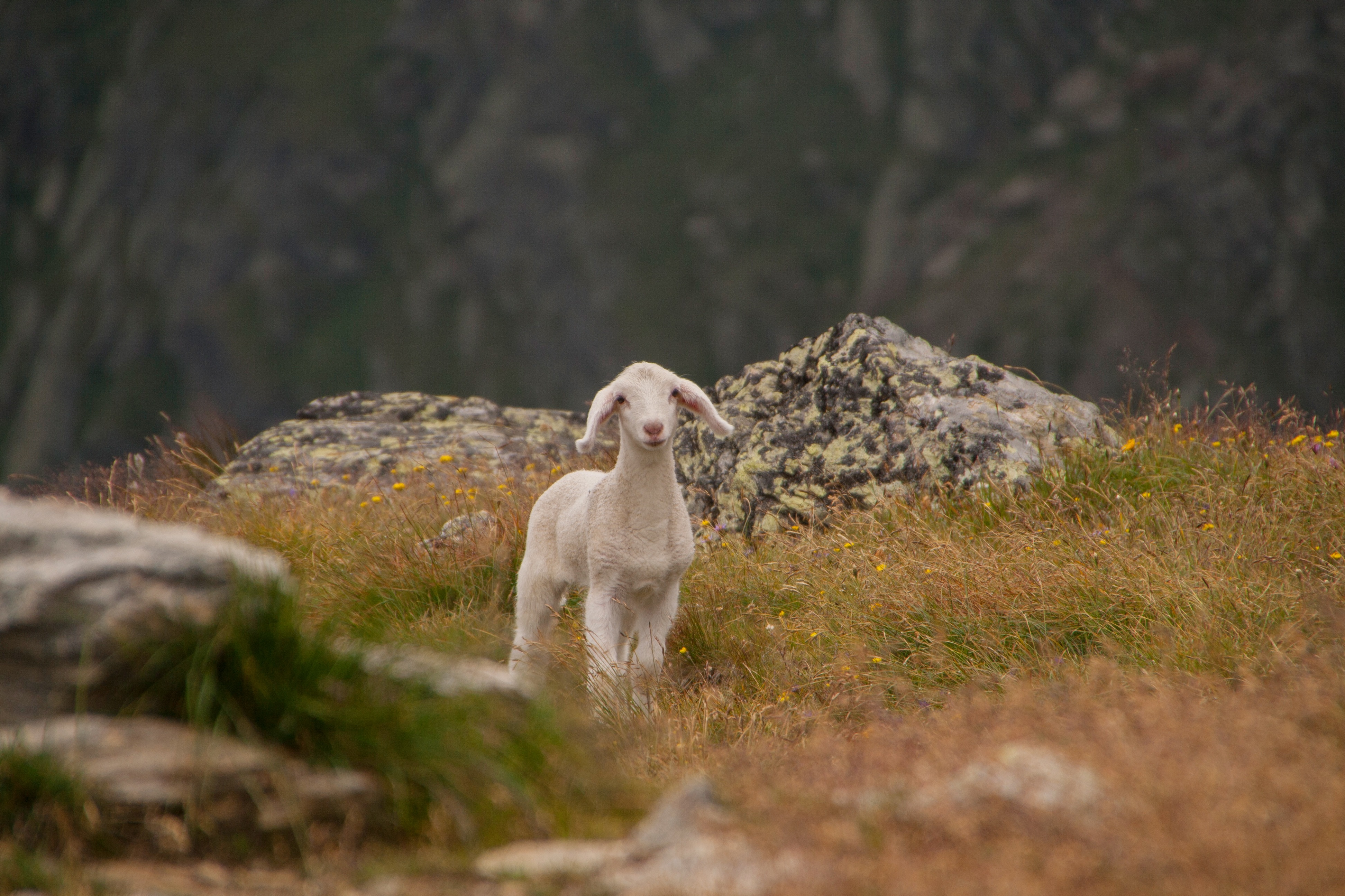 87419 скачать картинку овца, животные, горы, детеныш, ягненок - обои и заставки бесплатно