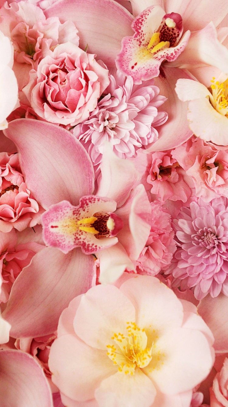 無料モバイル壁紙自然, フラワーズ, 花, 地球, 蘭, 牡丹, ピンクの花をダウンロードします。