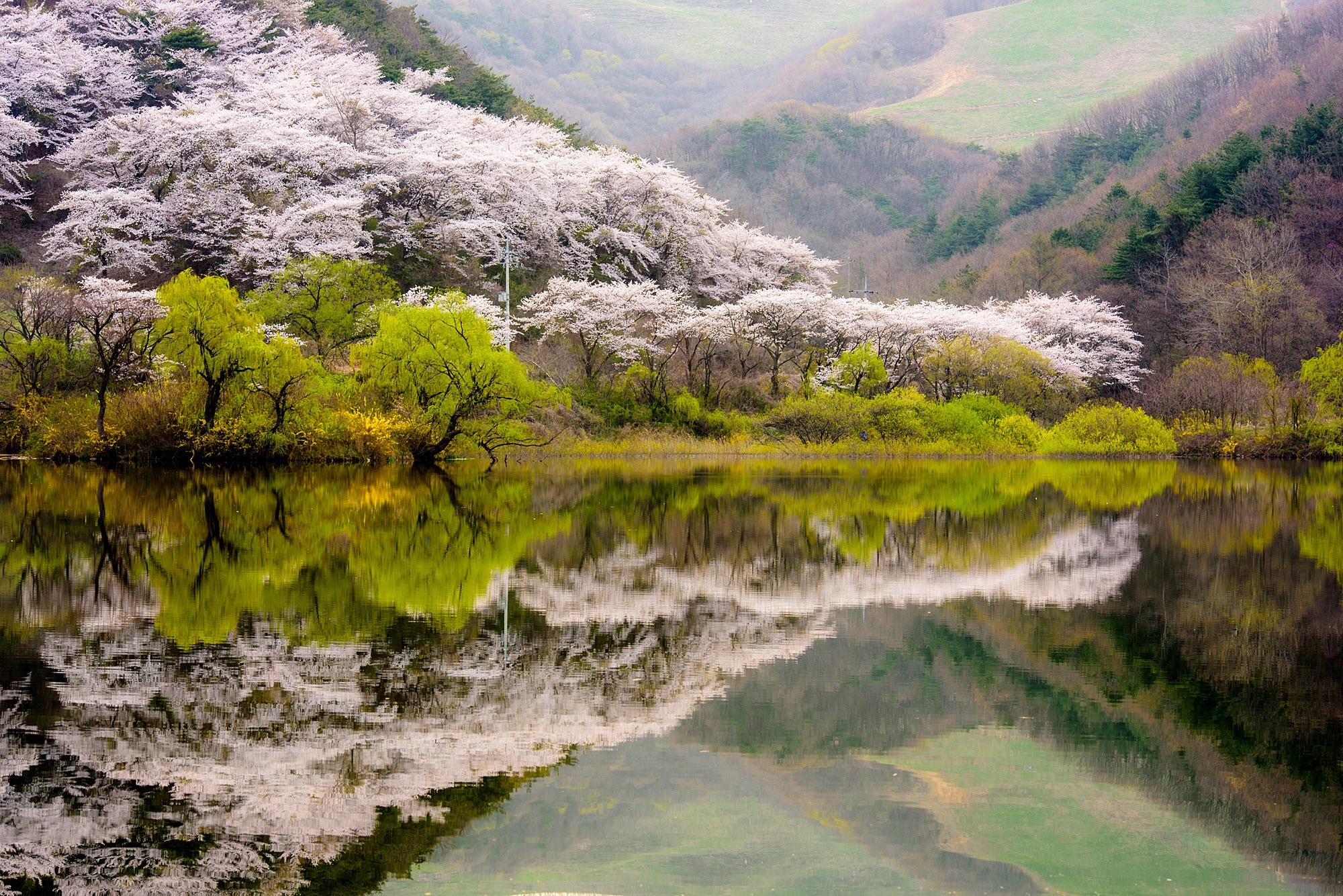 Download mobile wallpaper Nature, Lake, Reflection, Tree, Earth, Blossom for free.