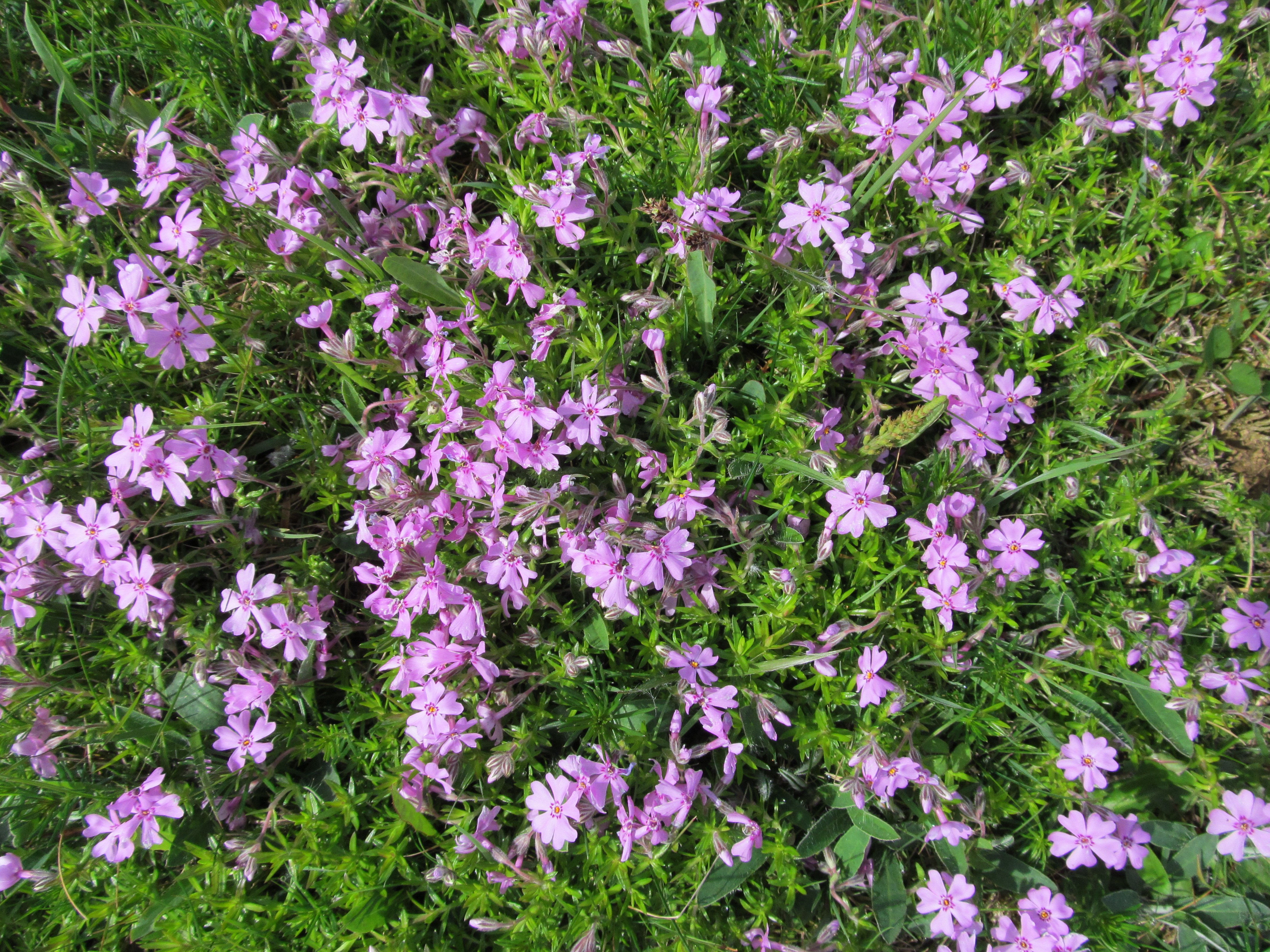 Téléchargez gratuitement l'image Fleurs, Fleur, Terre/nature sur le bureau de votre PC