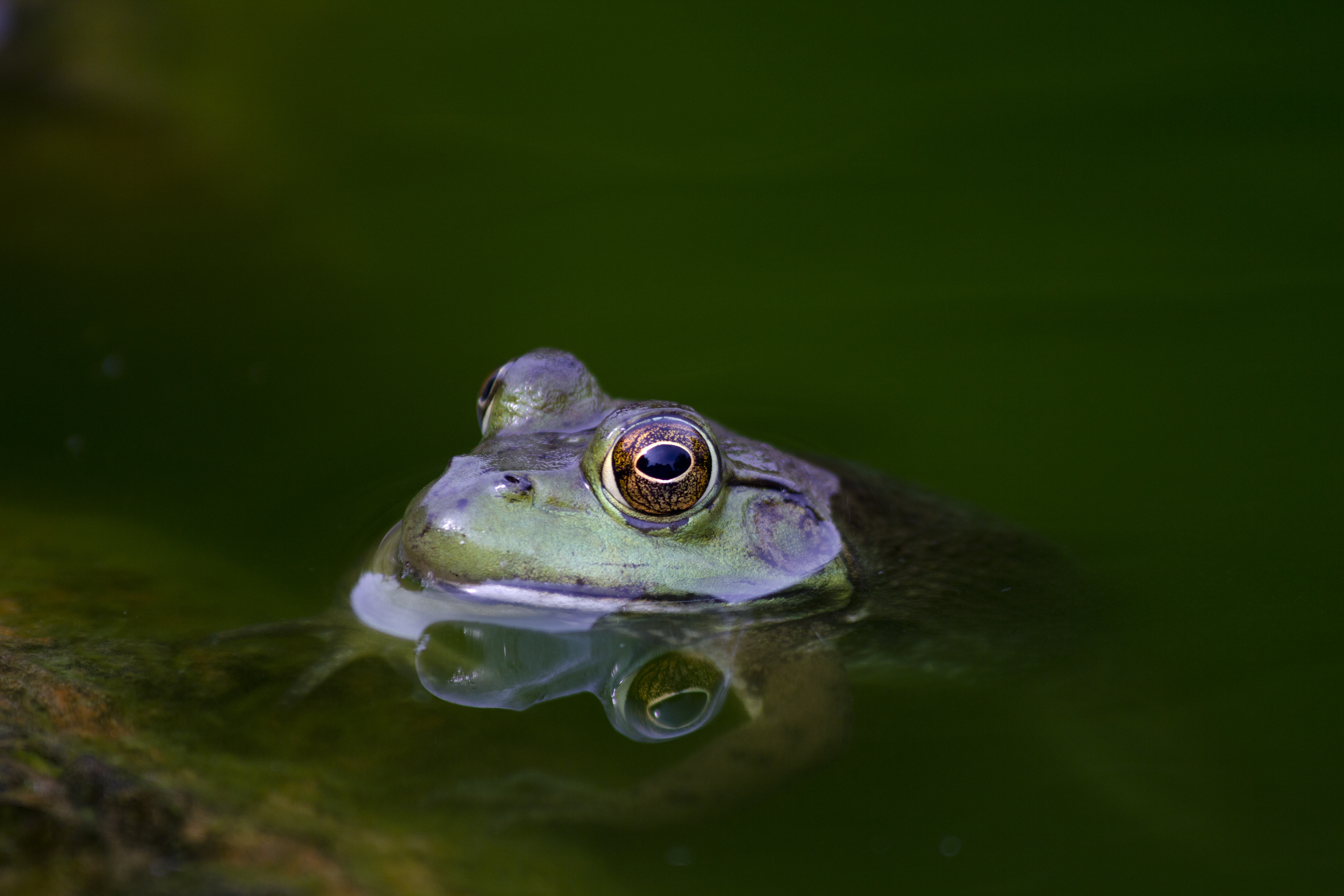 Full HD Wallpaper animal, toad, amphibian, water