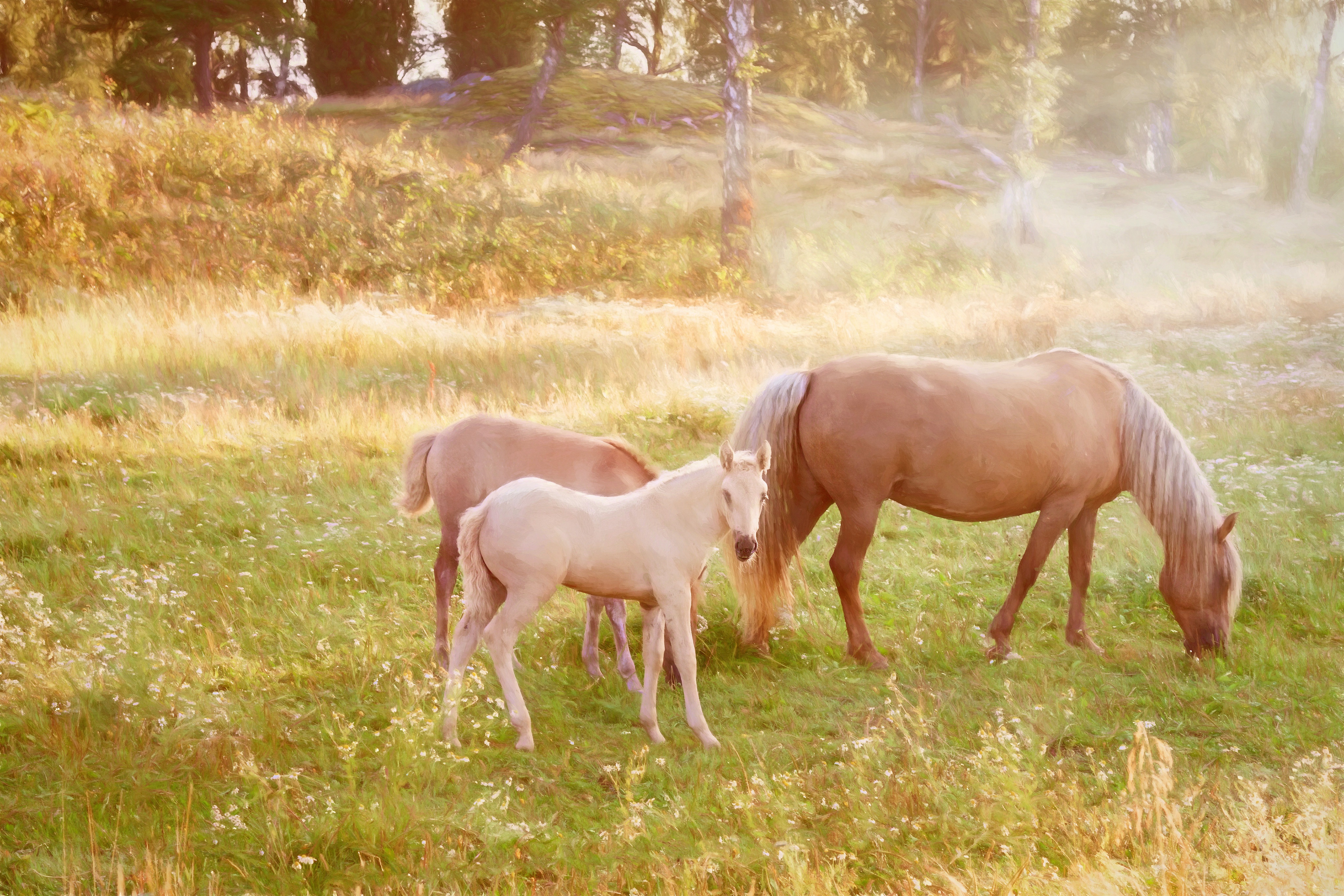 975274 descargar imagen animales, caballo, bebe animal, potro: fondos de pantalla y protectores de pantalla gratis