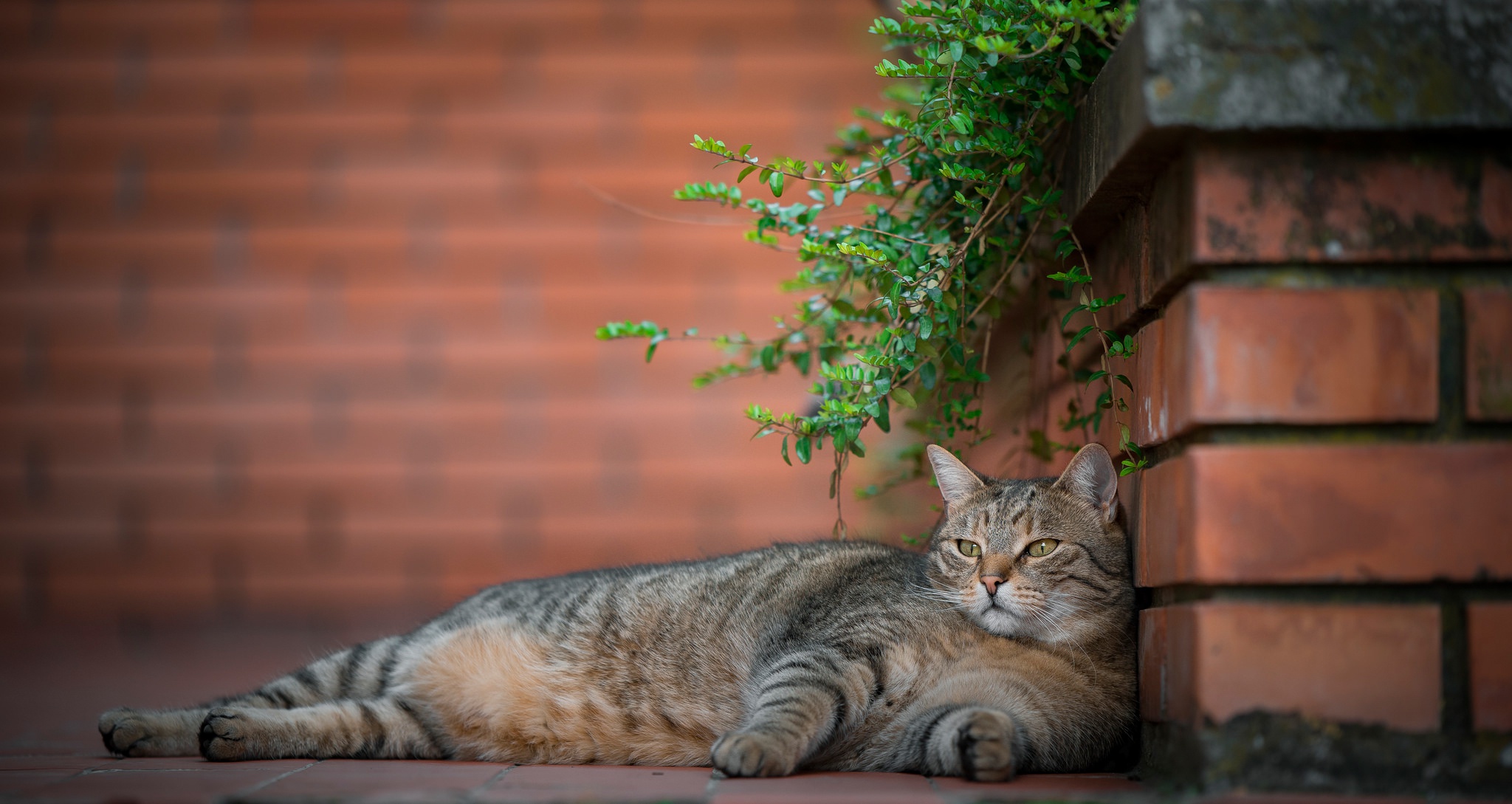 Descarga gratuita de fondo de pantalla para móvil de Animales, Gatos, Gato.