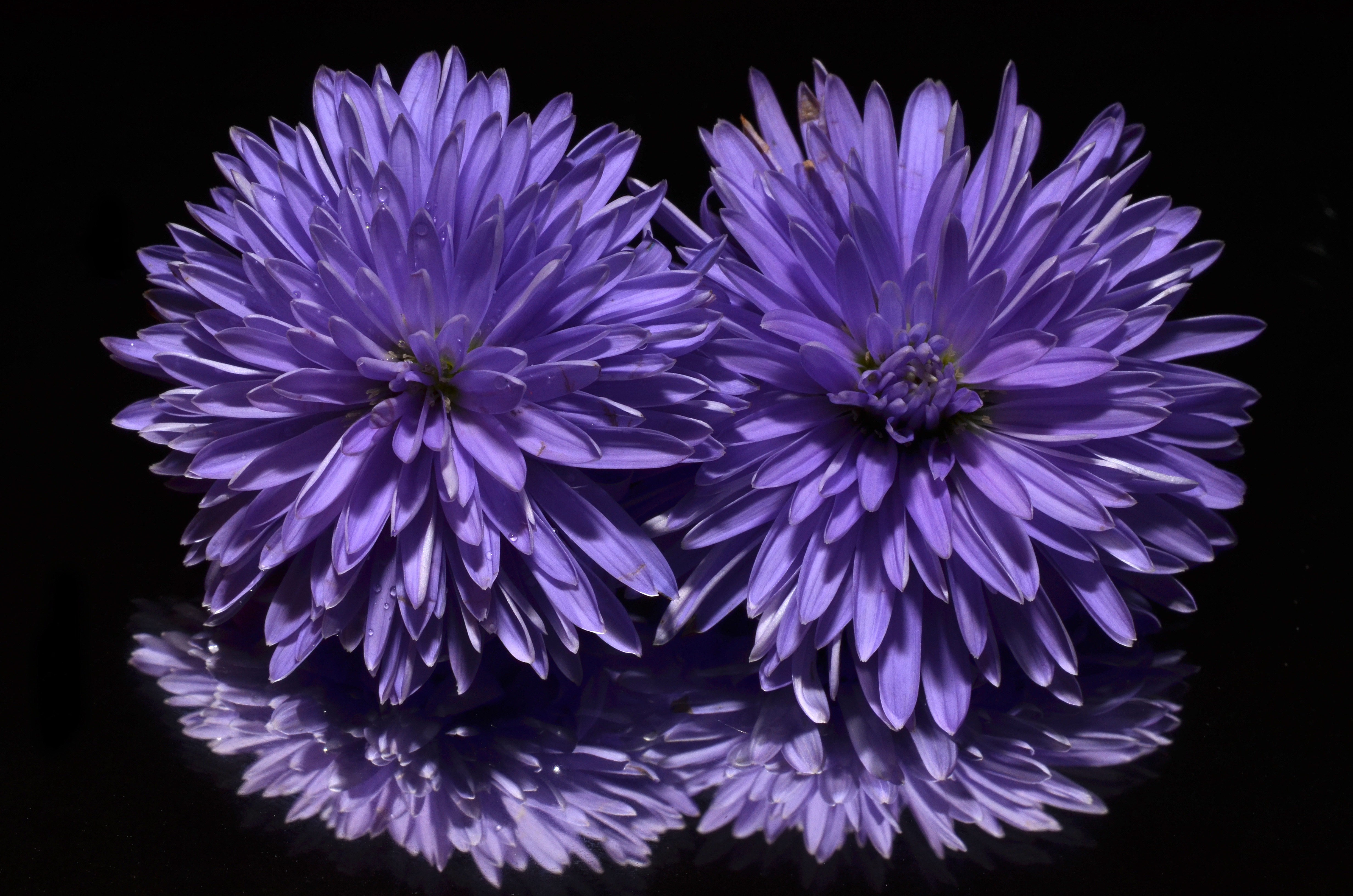 Laden Sie das Blumen, Blume, Gänseblümchen, Lila Blume, Erde/natur, Spiegelung-Bild kostenlos auf Ihren PC-Desktop herunter