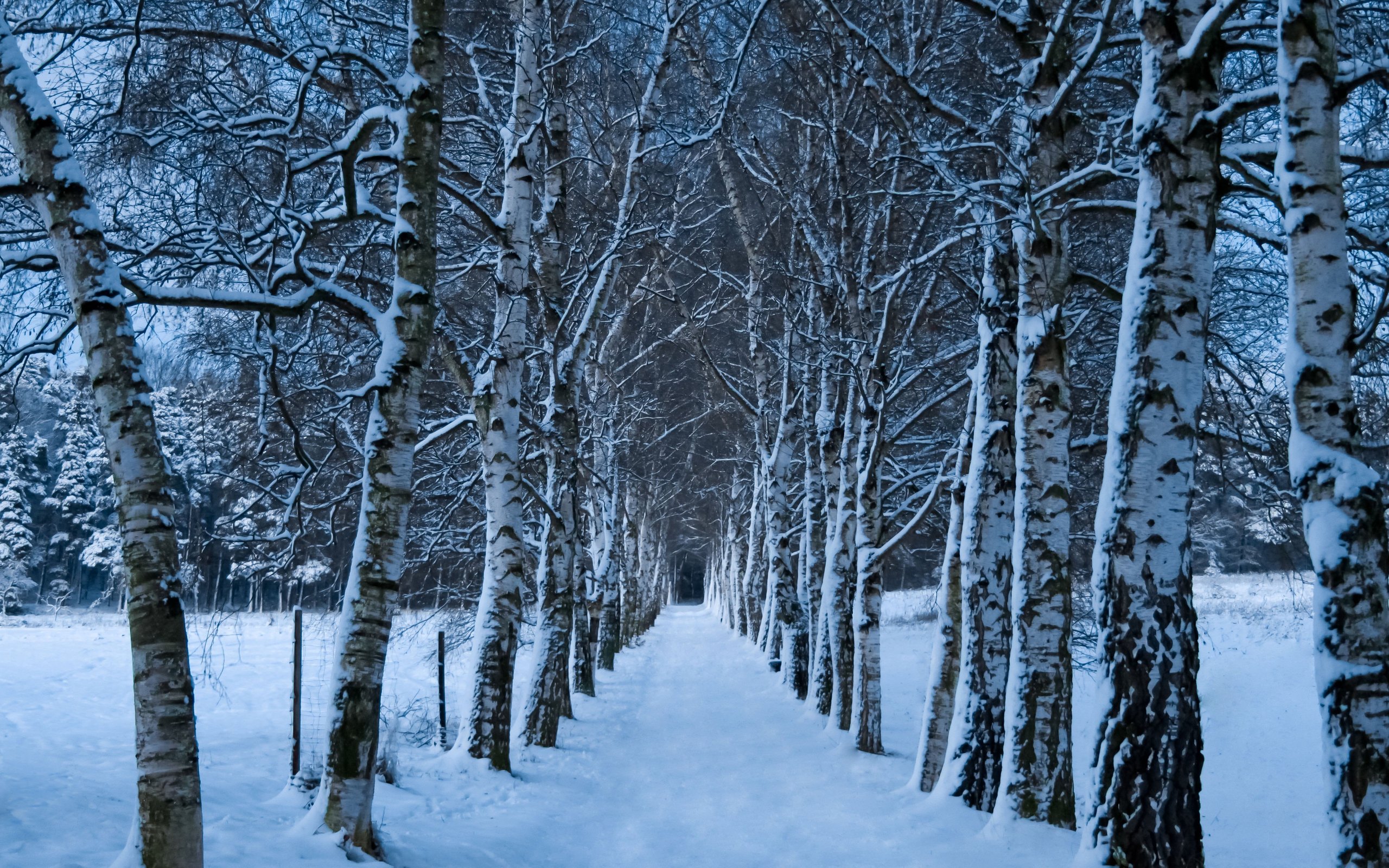 1440583 descargar fondo de pantalla tierra/naturaleza, invierno, bosque, sendero, nieve, árbol: protectores de pantalla e imágenes gratis