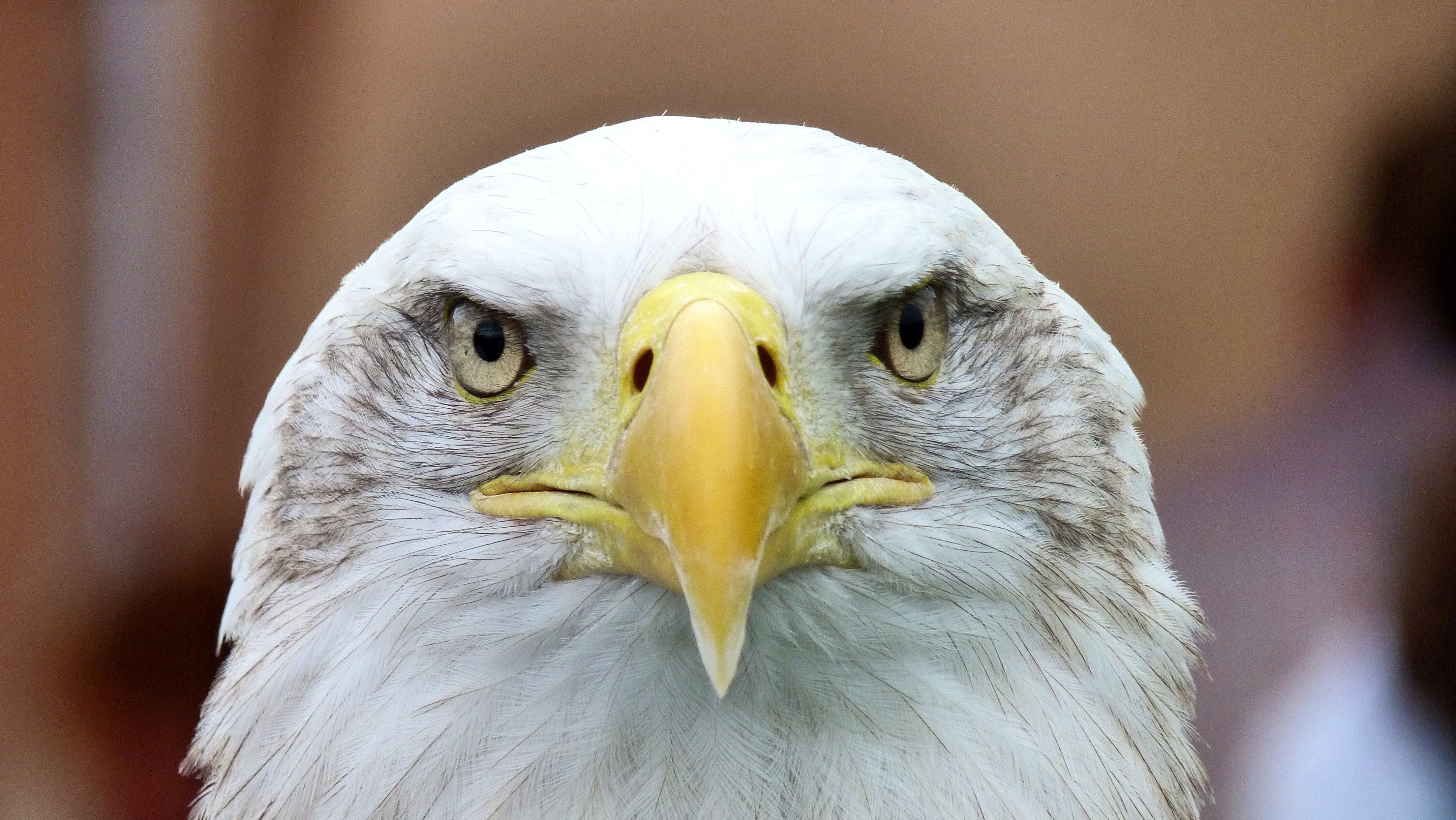 Descarga gratuita de fondo de pantalla para móvil de Águila Cabeciblanca, Águila Calva, Depredador, Animales, Pájaro, Águila.