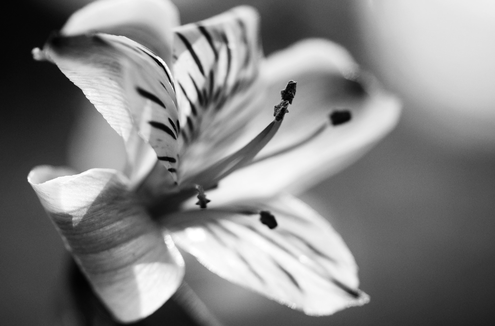 Download mobile wallpaper Nature, Flowers, Flower, Macro, Earth, Lily, Black & White for free.