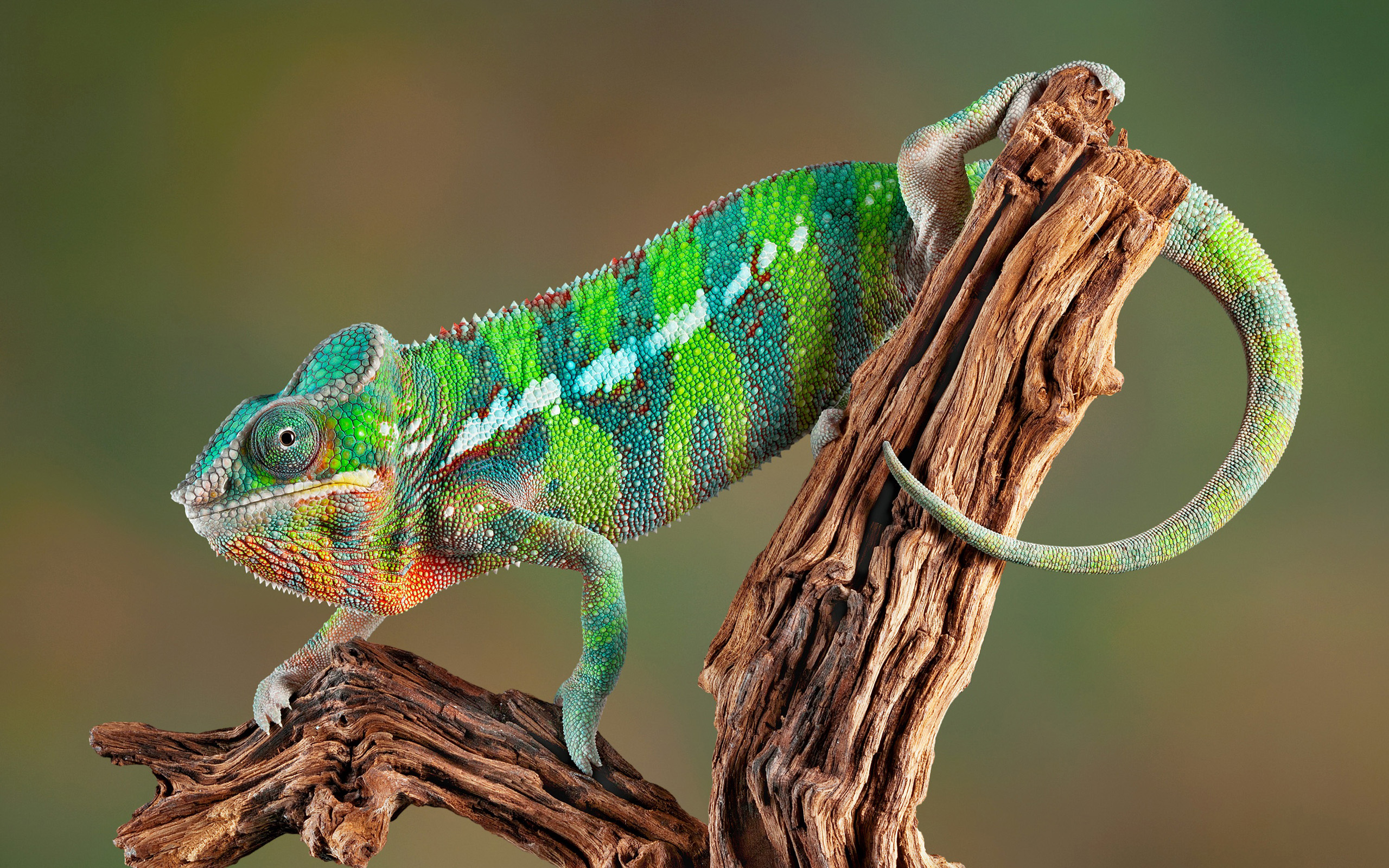 281000 descargar fondo de pantalla reptiles, animales, camaleón: protectores de pantalla e imágenes gratis