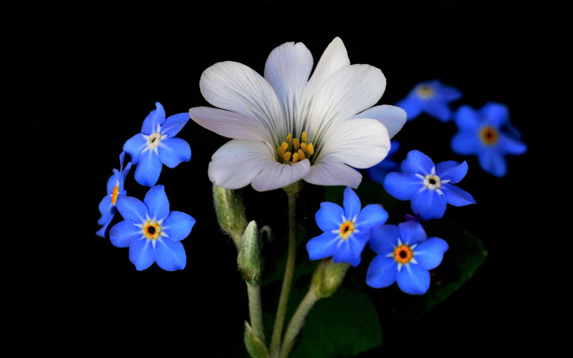 Baixar papel de parede para celular de Flores, Flor, Flor Branca, Terra/natureza, Não Me Esqueças, Flor Azul gratuito.