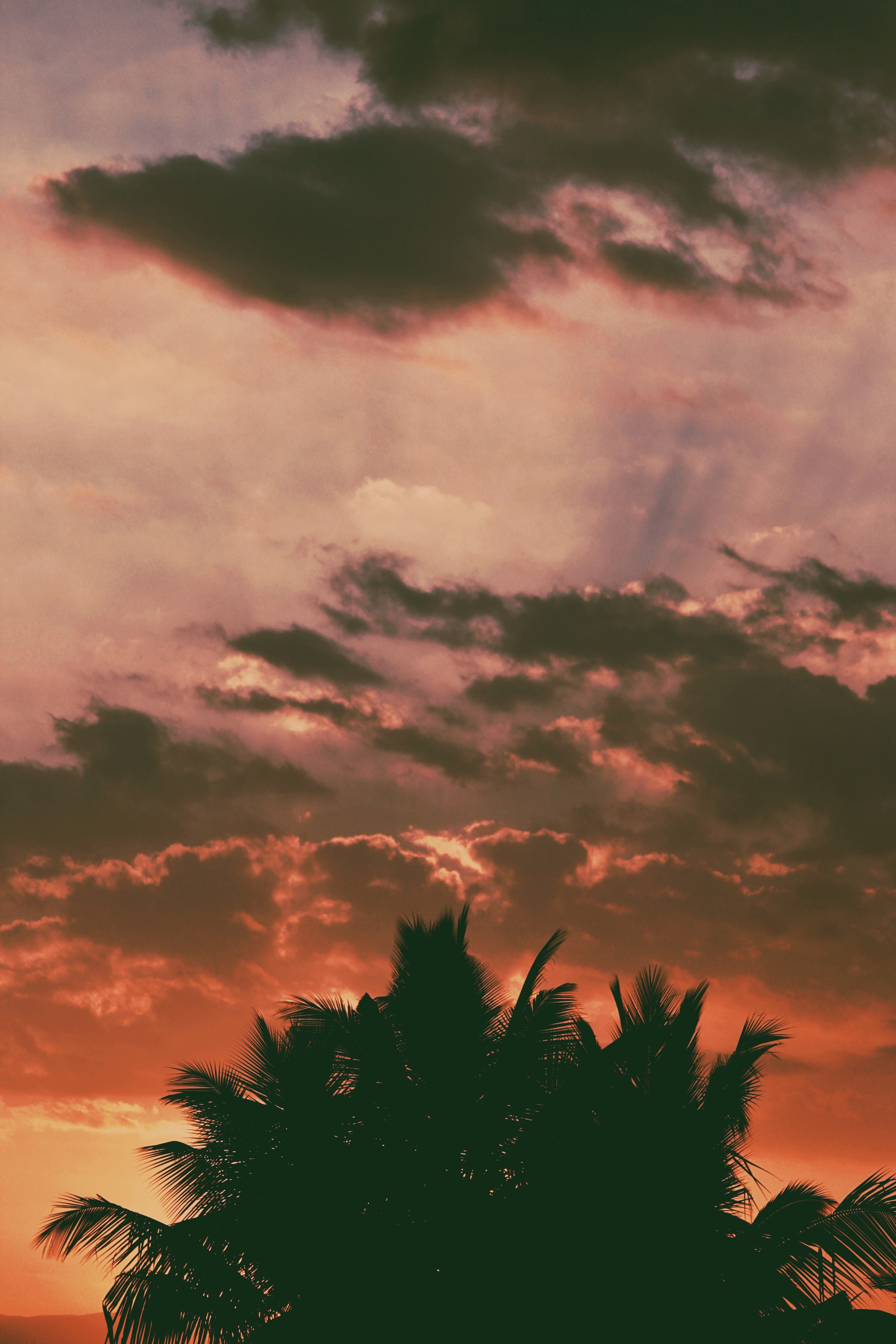 Free download wallpaper Nature, Sunset, Clouds, Branches, Outlines, Palms, Tropics, Dark on your PC desktop