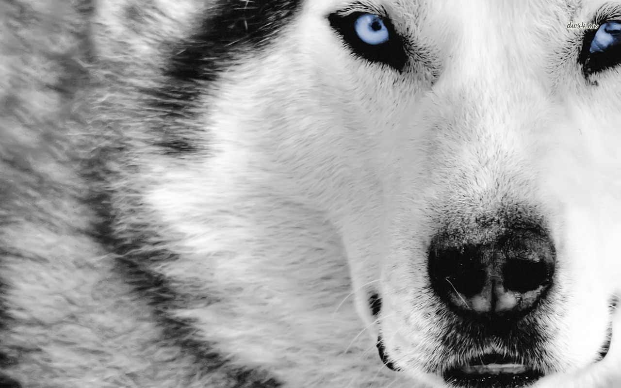 Download mobile wallpaper Dog, Animal for free.