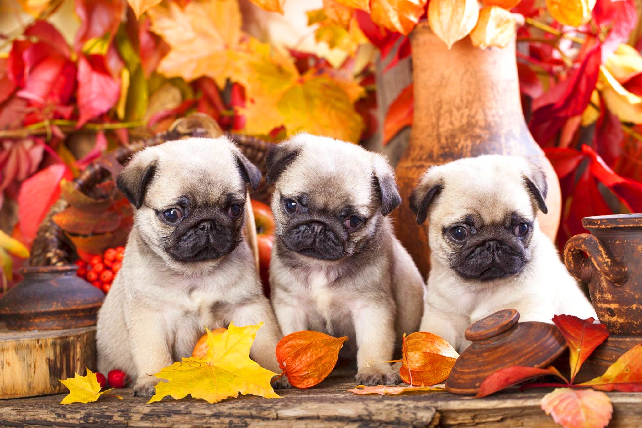 Laden Sie das Tiere, Hunde, Herbst, Hund, Blatt, Welpen, Mops-Bild kostenlos auf Ihren PC-Desktop herunter