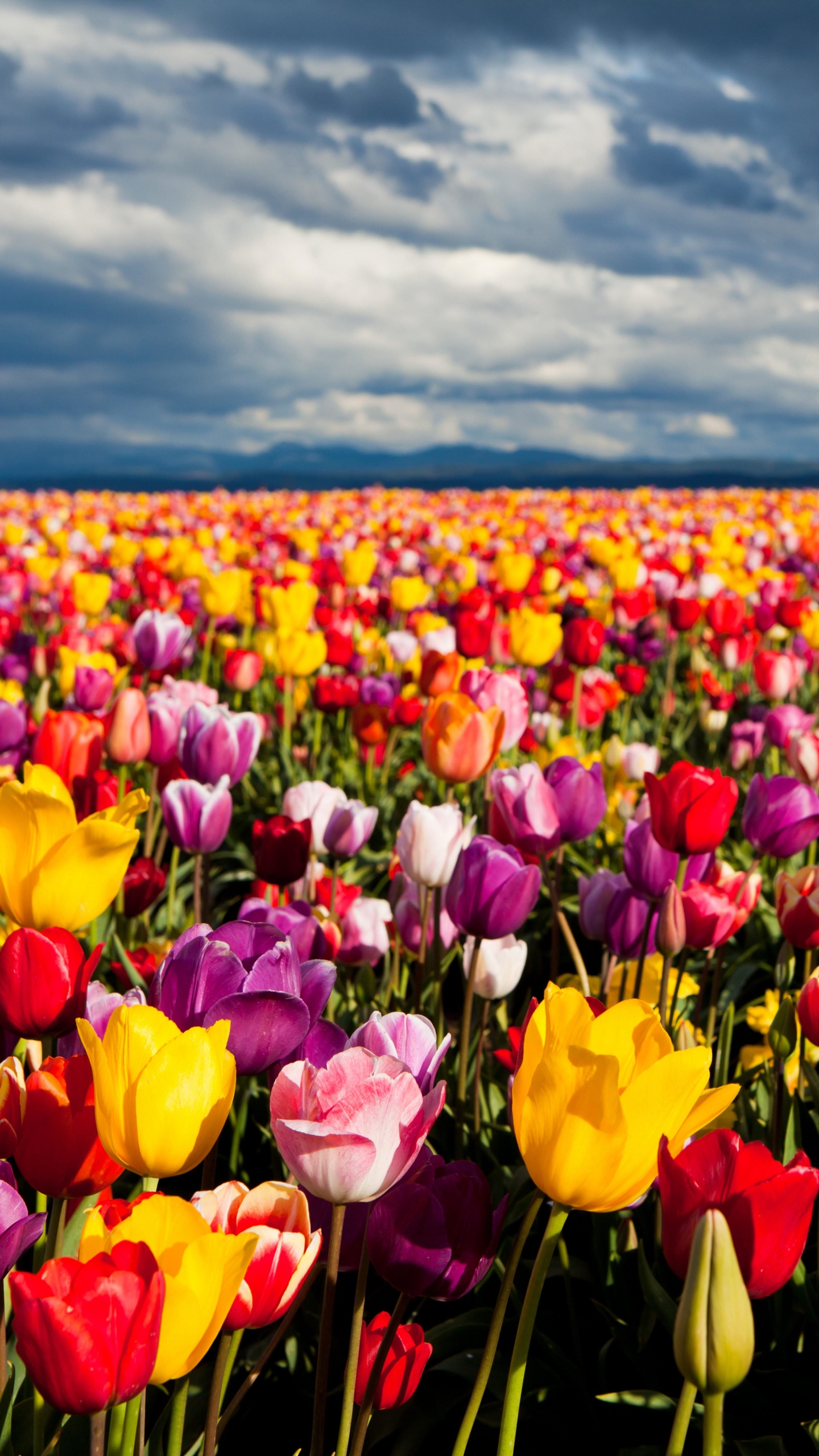 Laden Sie das Landschaft, Natur, Blumen, Blume, Feld, Bunt, Tulpe, Erde/natur, Aufstellen-Bild kostenlos auf Ihren PC-Desktop herunter