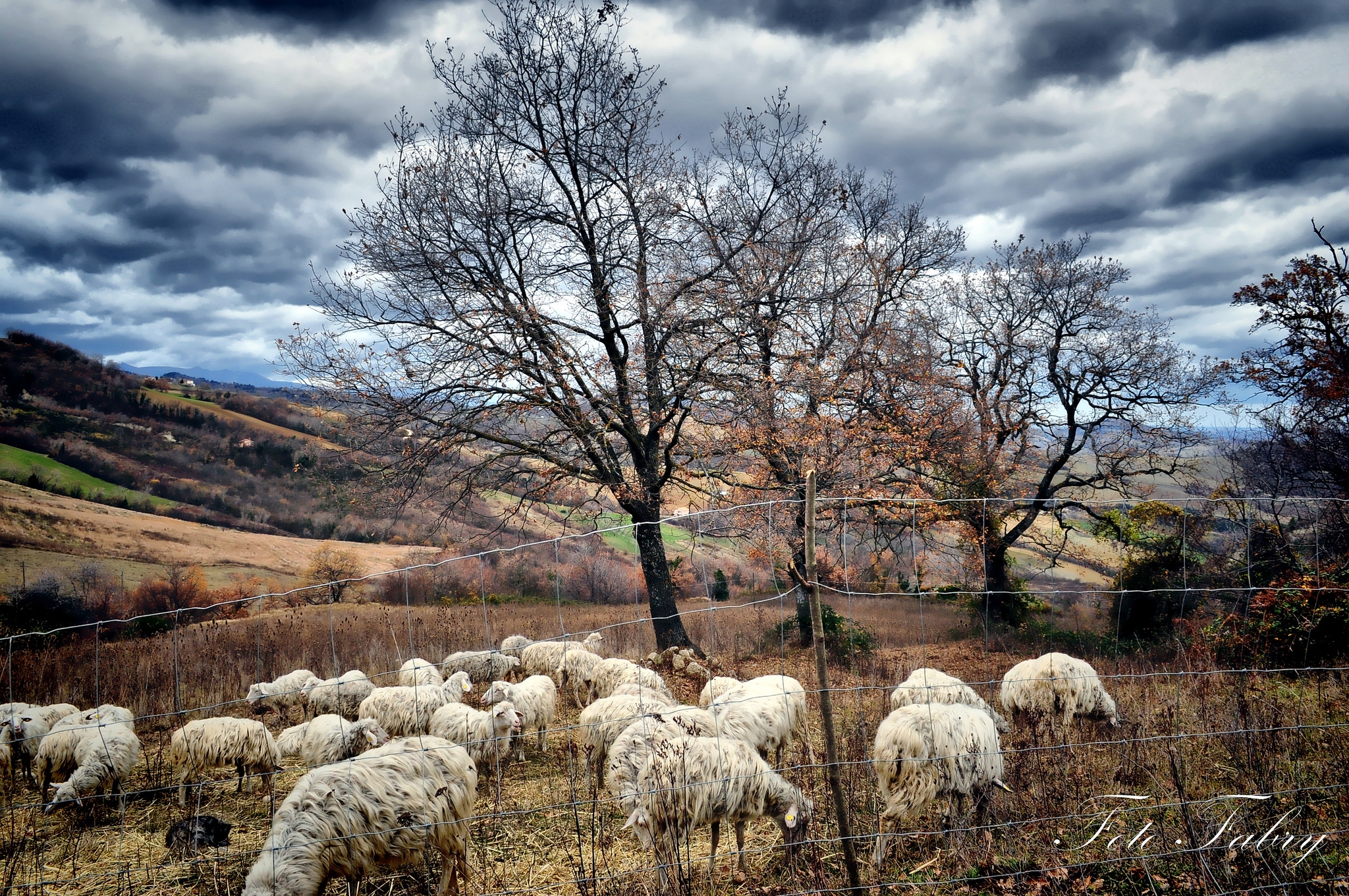 sheeps, nature, trees, autumn, herd, sheep, pasture