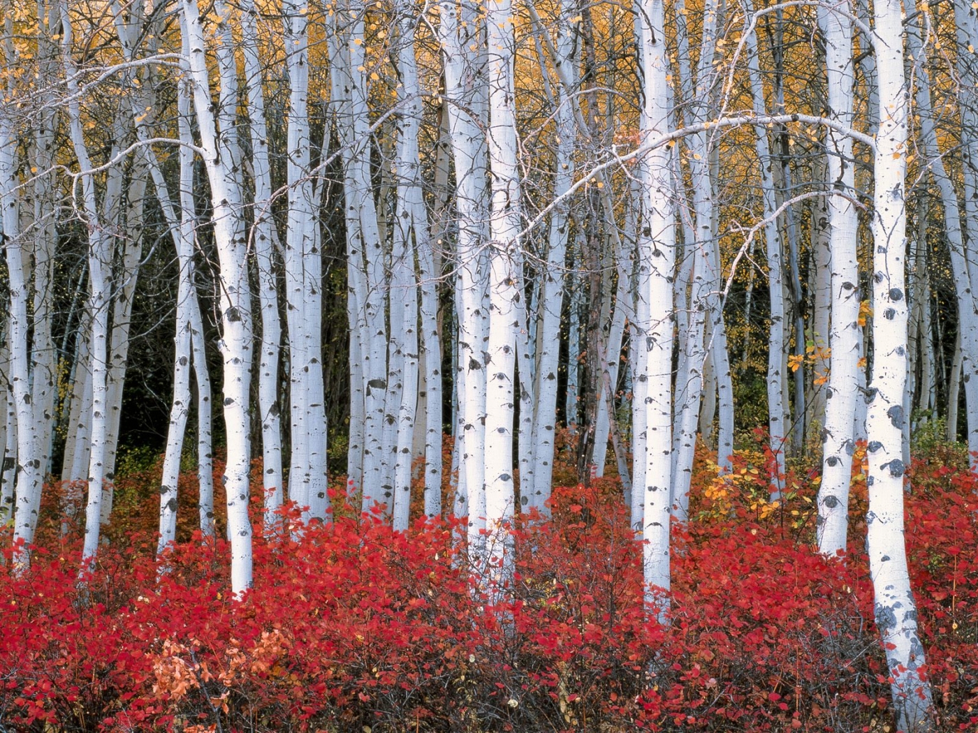 Скачать картинку Пейзаж, Деревья, Осень в телефон бесплатно.