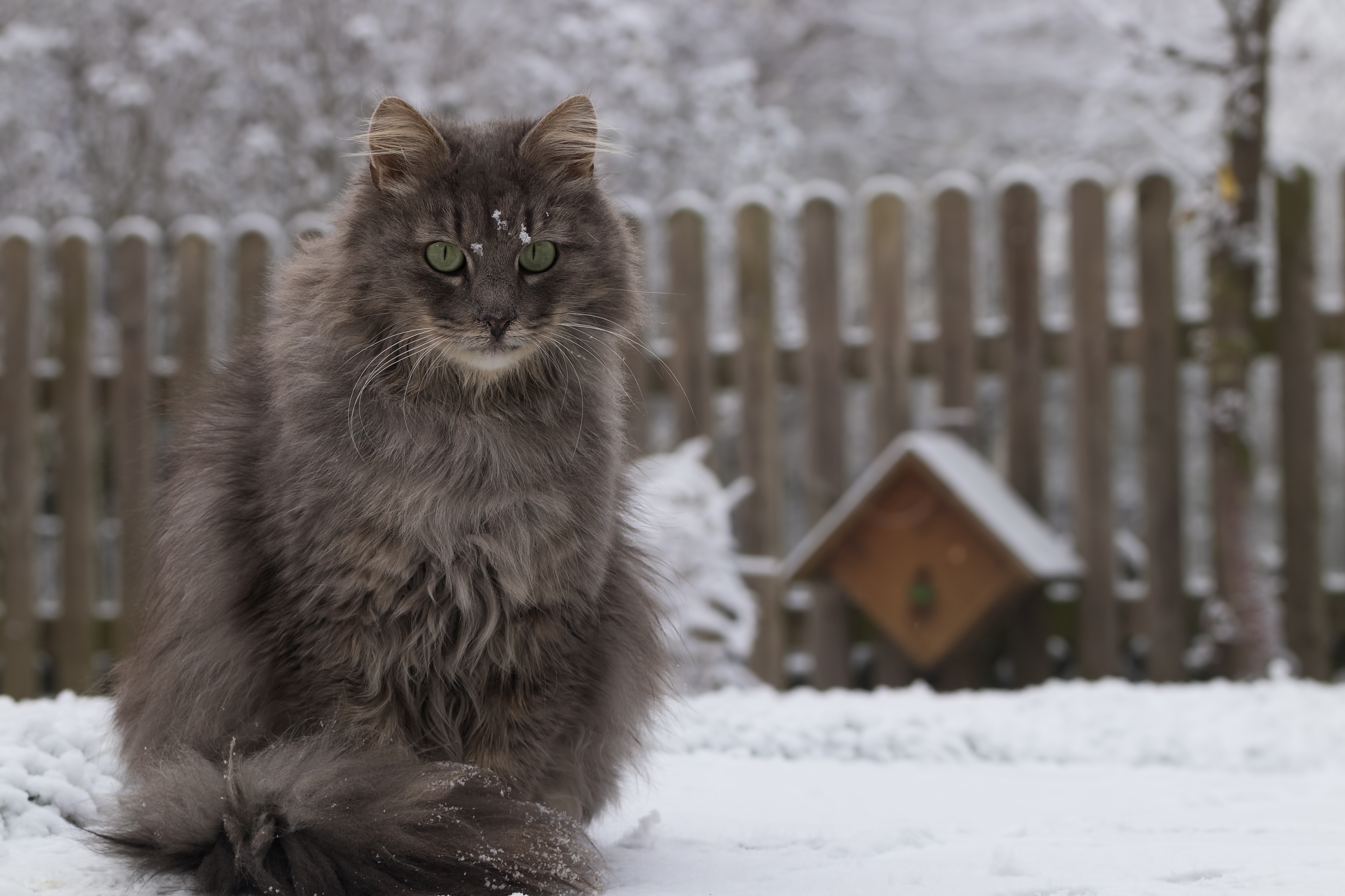 Laden Sie das Tiere, Winter, Katzen, Schnee, Katze, Starren-Bild kostenlos auf Ihren PC-Desktop herunter