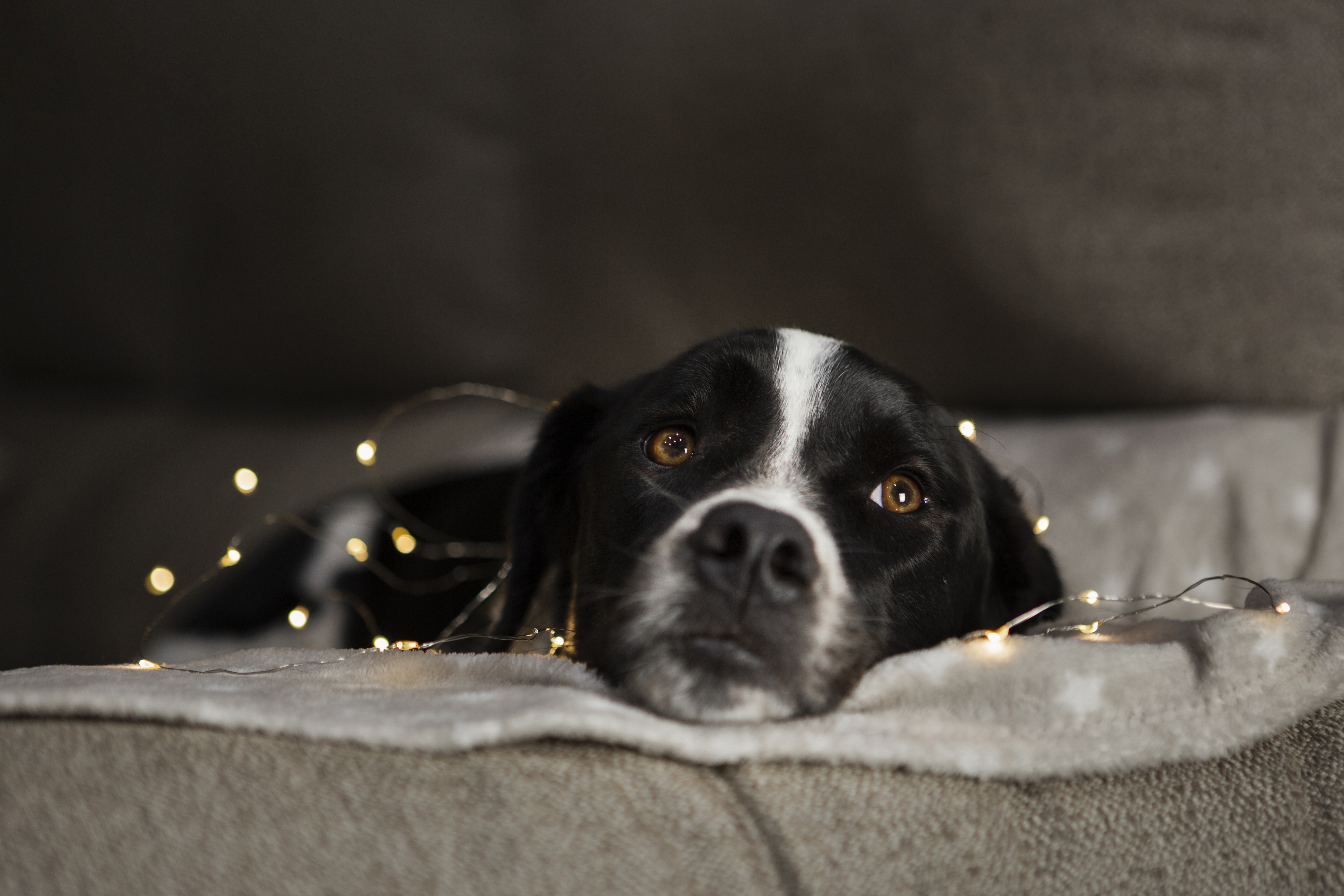 476382 Bildschirmschoner und Hintergrundbilder Hunde auf Ihrem Telefon. Laden Sie  Bilder kostenlos herunter