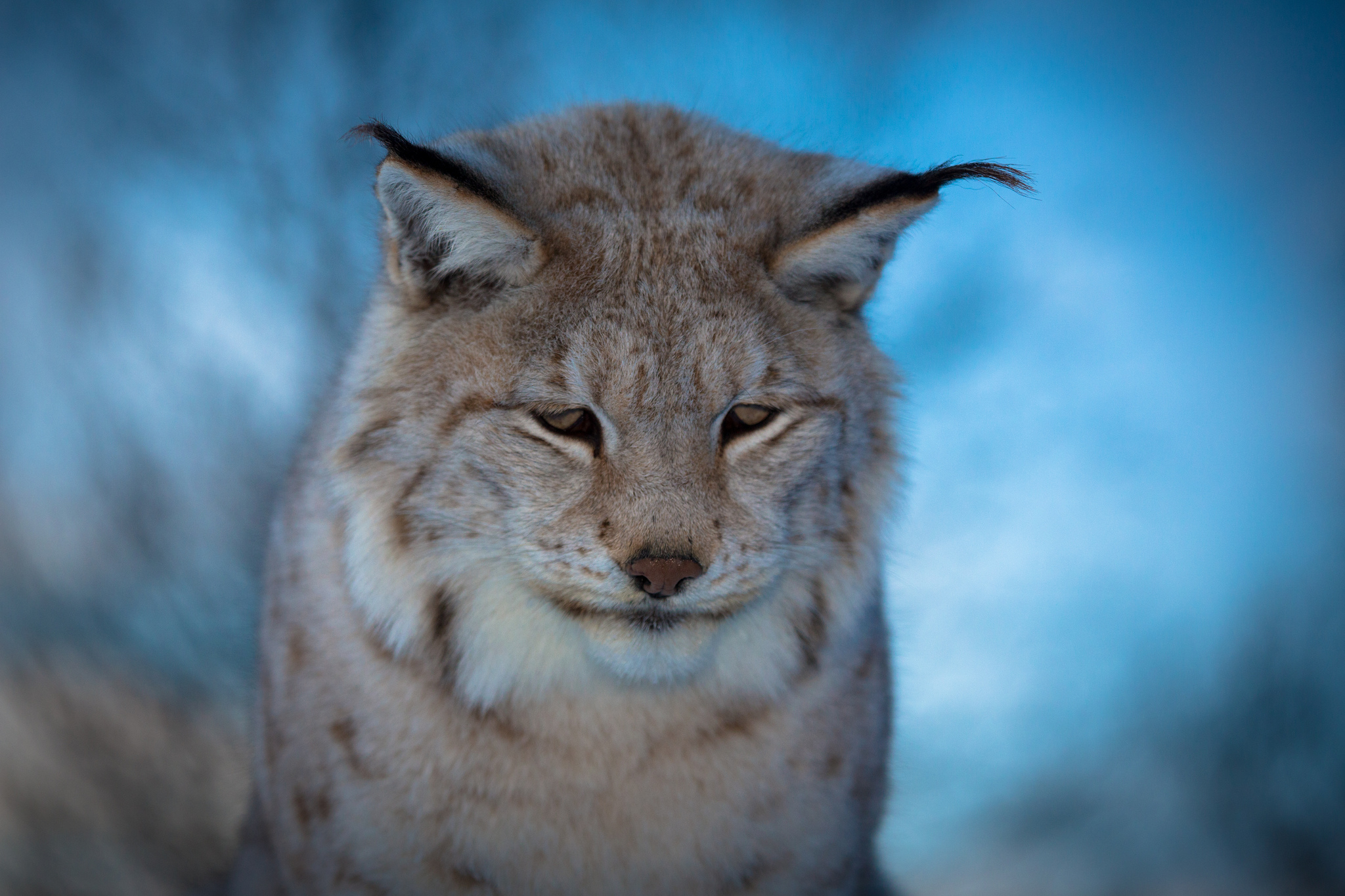 Téléchargez gratuitement l'image Animaux, Chats, Lynx sur le bureau de votre PC