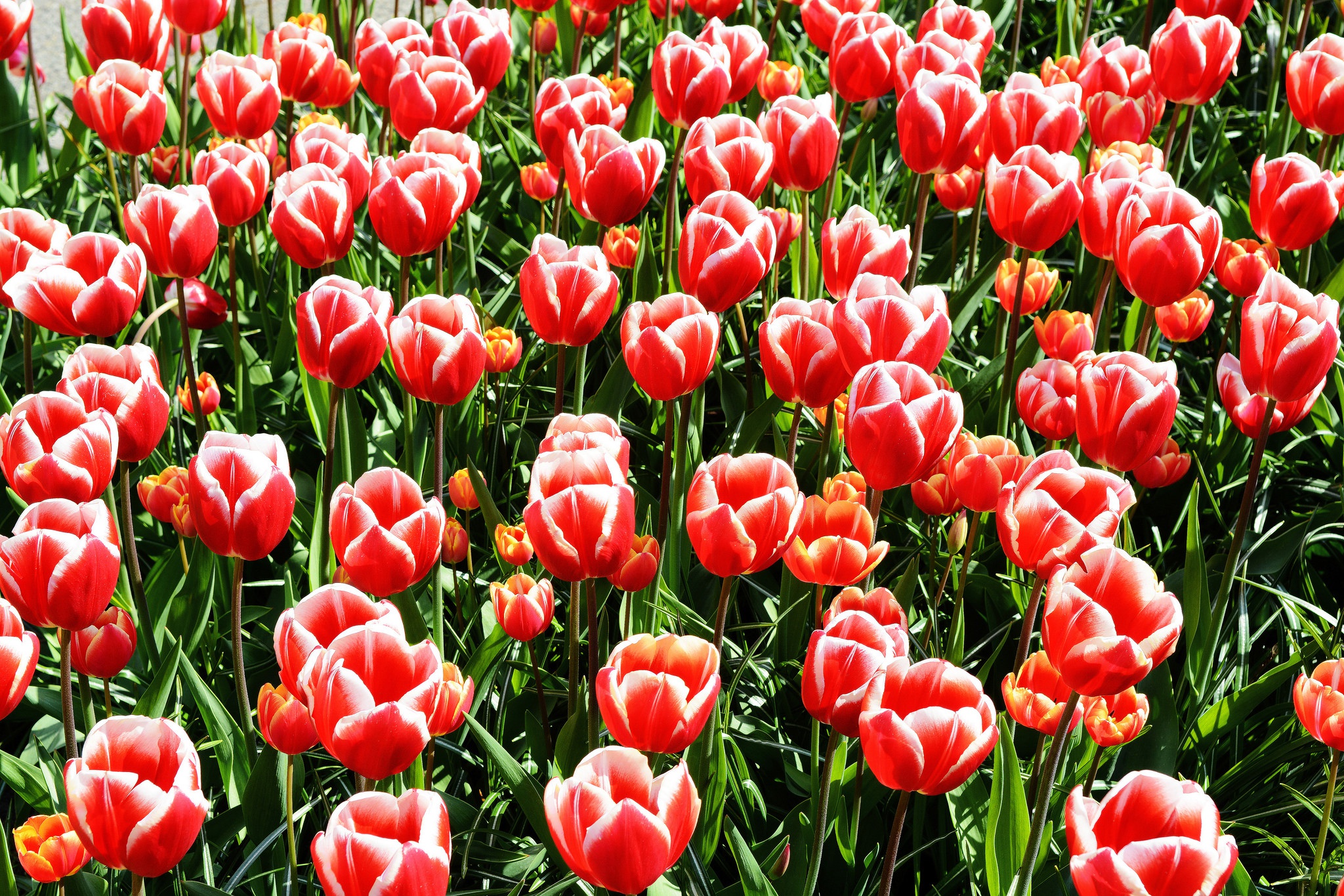 Download mobile wallpaper Nature, Flowers, Summer, Flower, Earth, Tulip, Red Flower for free.