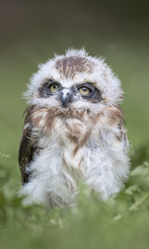 Download mobile wallpaper Birds, Owl, Animal, Owlet, Baby Animal for free.