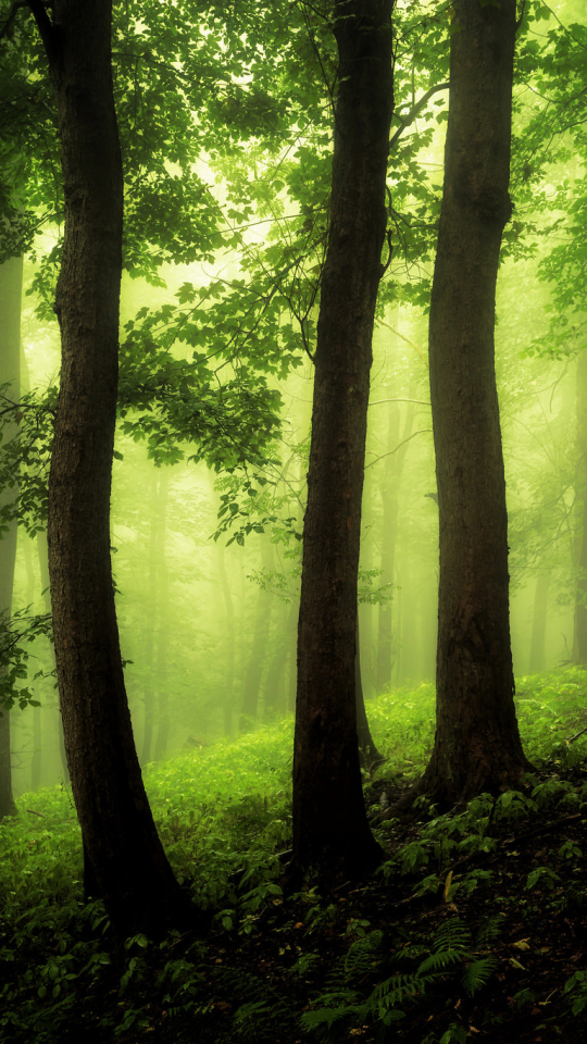 Download mobile wallpaper Nature, Forest, Tree, Fog, Earth for free.