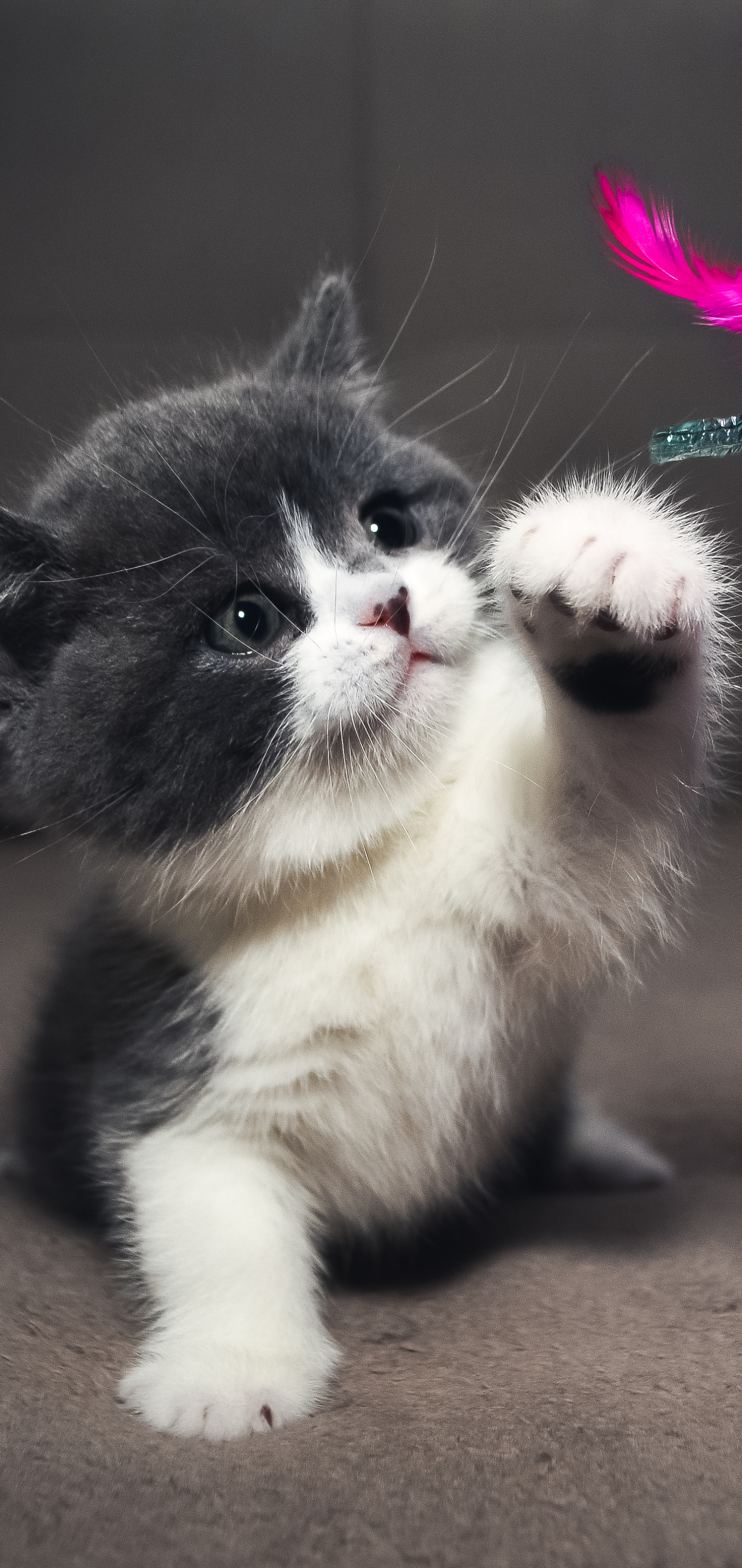 Download mobile wallpaper Cats, Cat, Kitten, Animal for free.