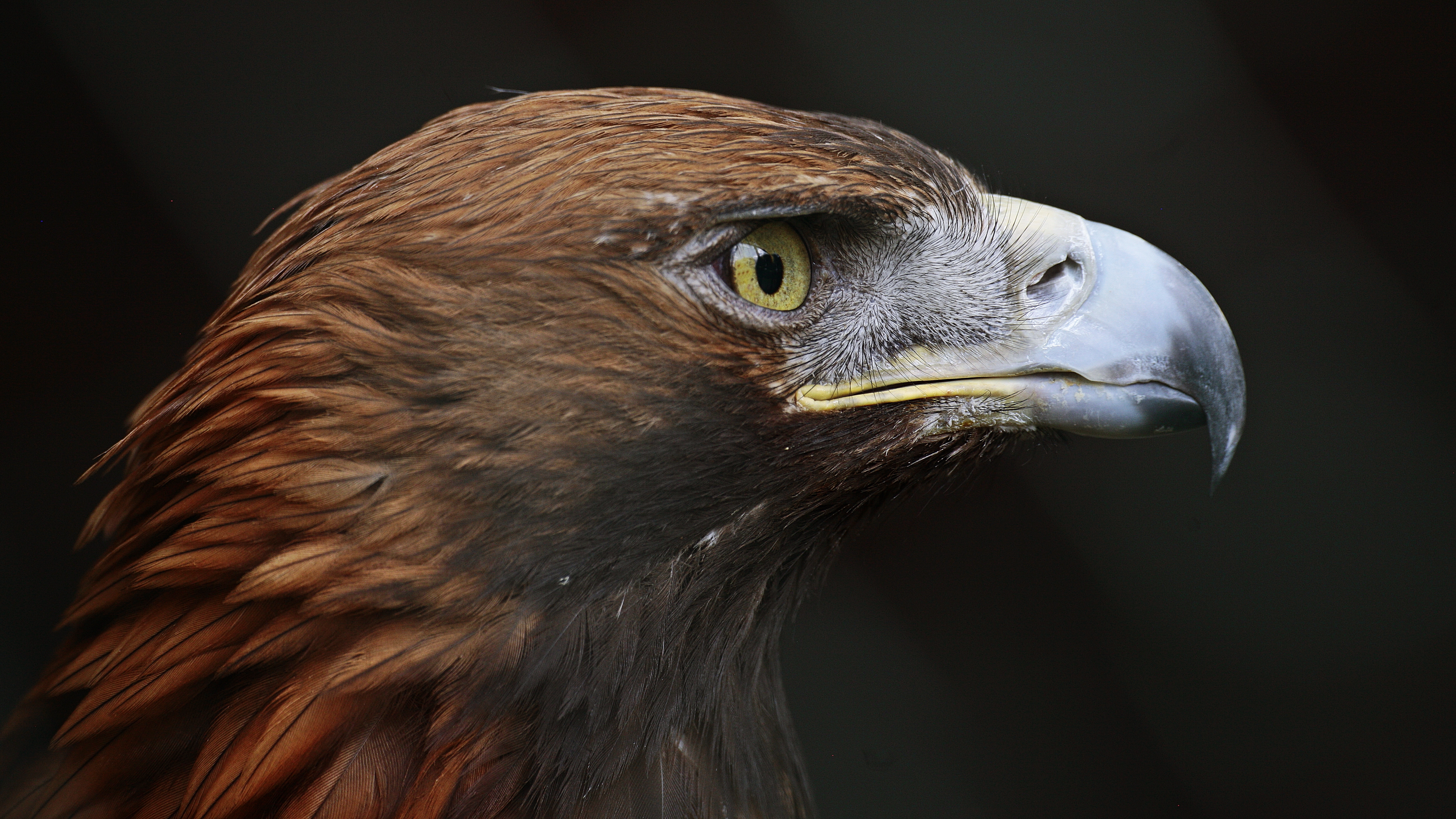 1532675 descargar imagen águila real, animales, ave, águila, aves: fondos de pantalla y protectores de pantalla gratis