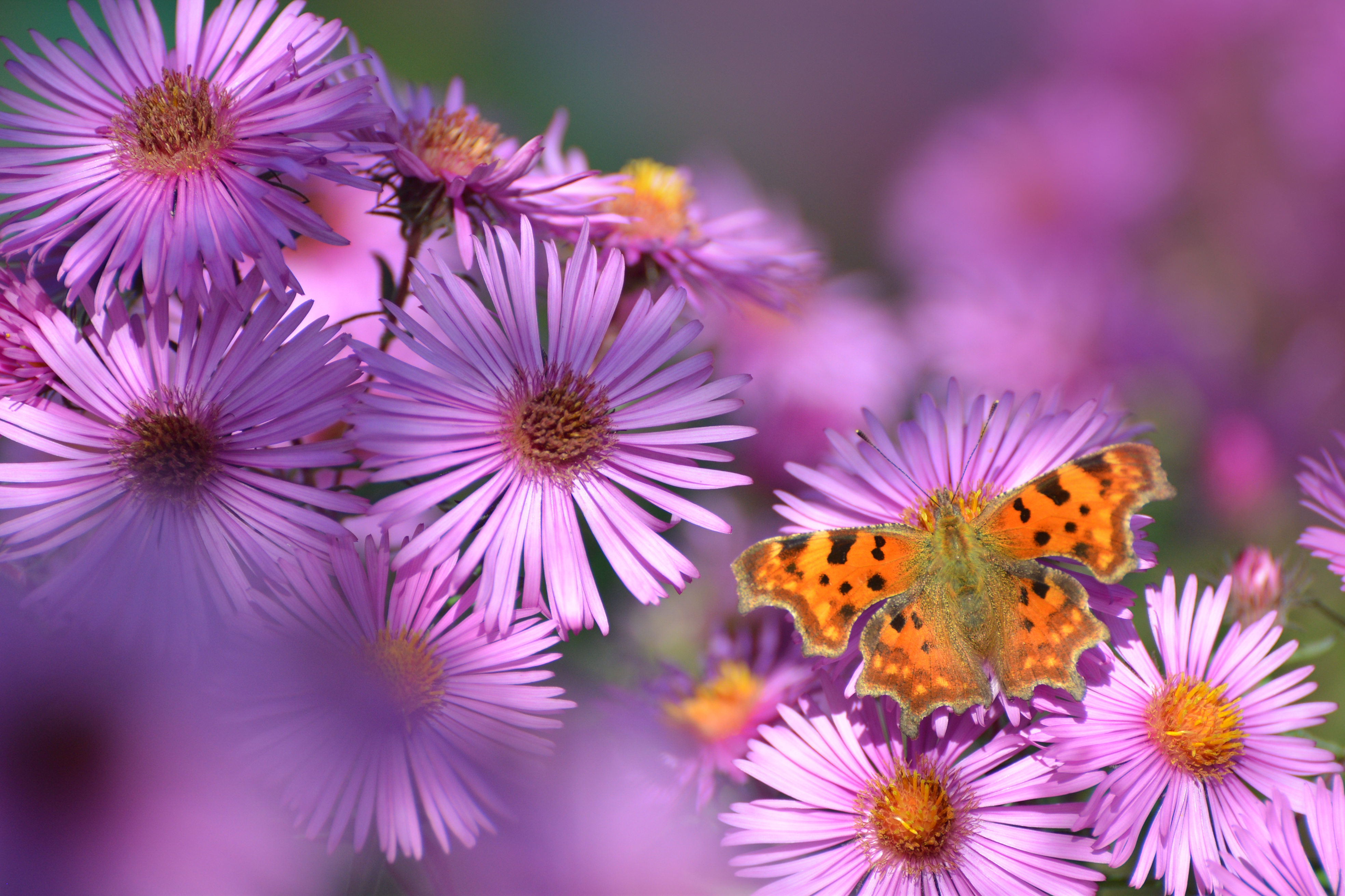 Download mobile wallpaper Nature, Flower, Blur, Butterfly, Animal, Daisy, Pink Flower for free.