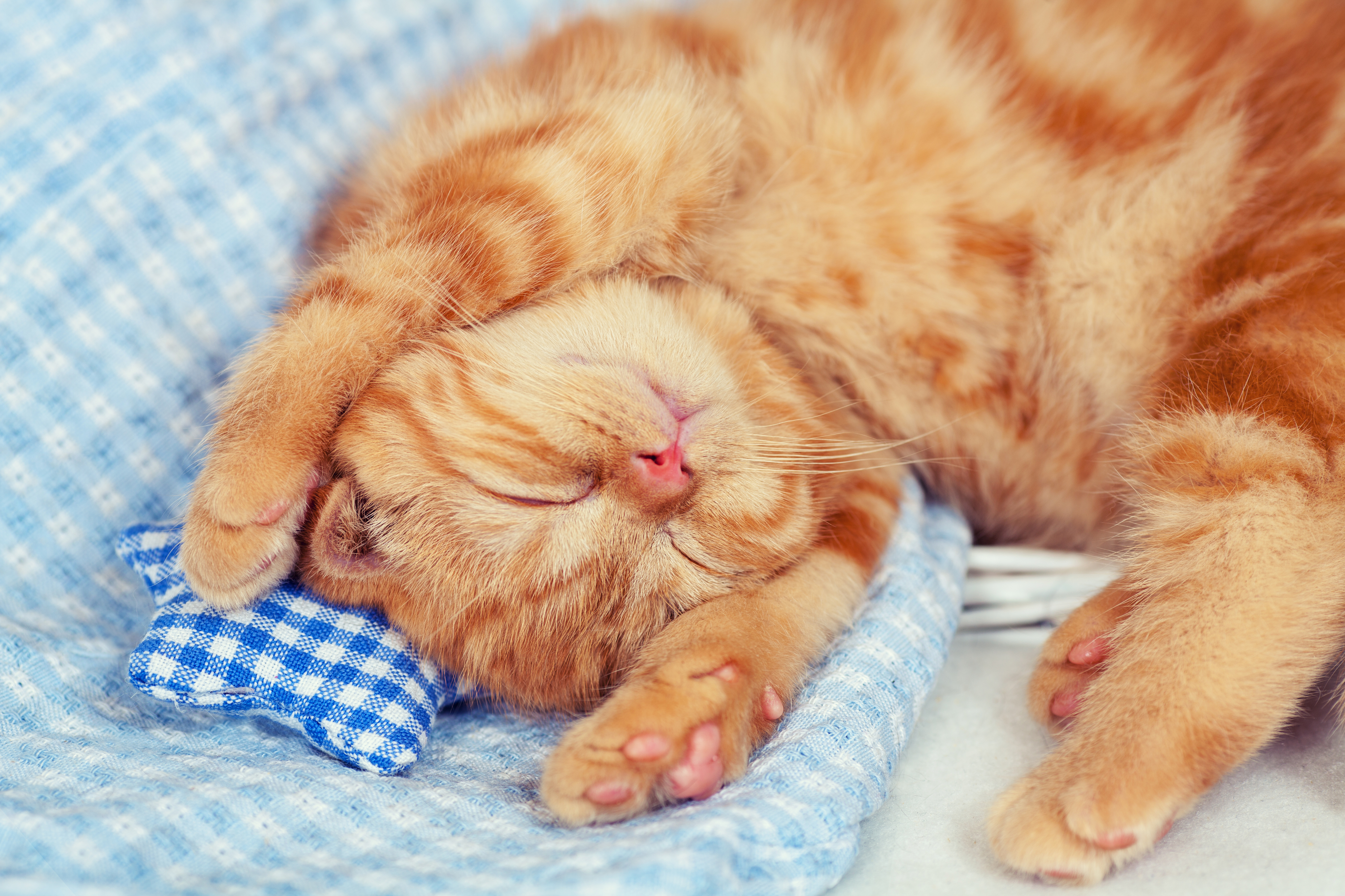 Download mobile wallpaper Cats, Cat, Kitten, Animal, Sleeping, Baby Animal for free.