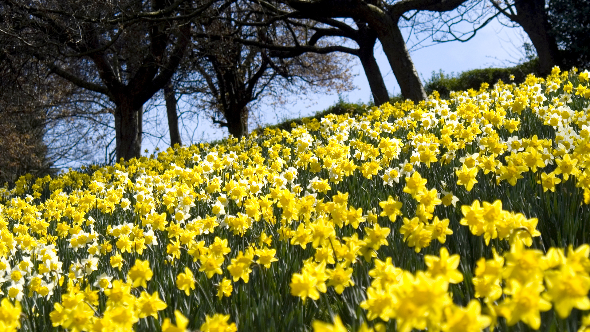 309366 Salvapantallas y fondos de pantalla Flores en tu teléfono. Descarga imágenes de  gratis