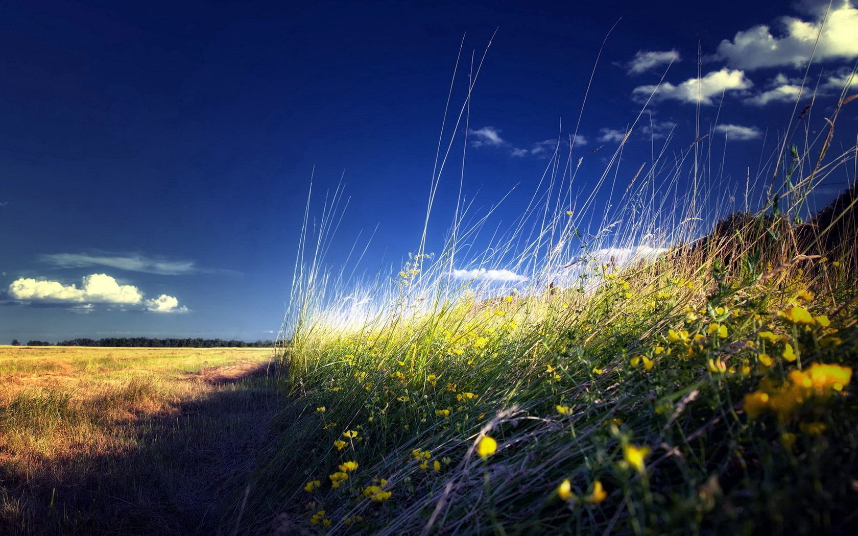 Free download wallpaper Nature, Flowers, Grass, Summer, Field, Landscape on your PC desktop