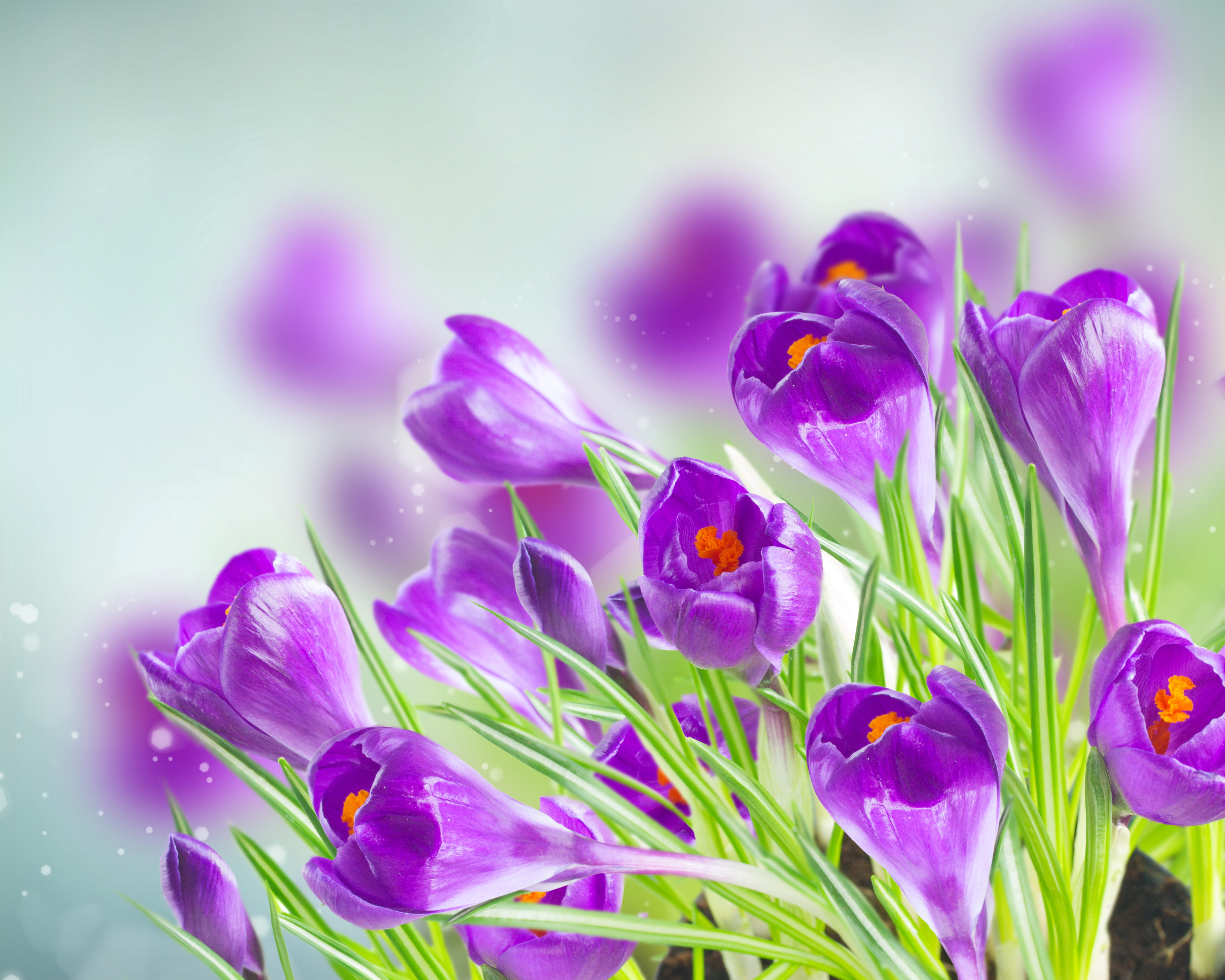 Free download wallpaper Nature, Flowers, Flower, Close Up, Earth, Crocus, Purple Flower on your PC desktop