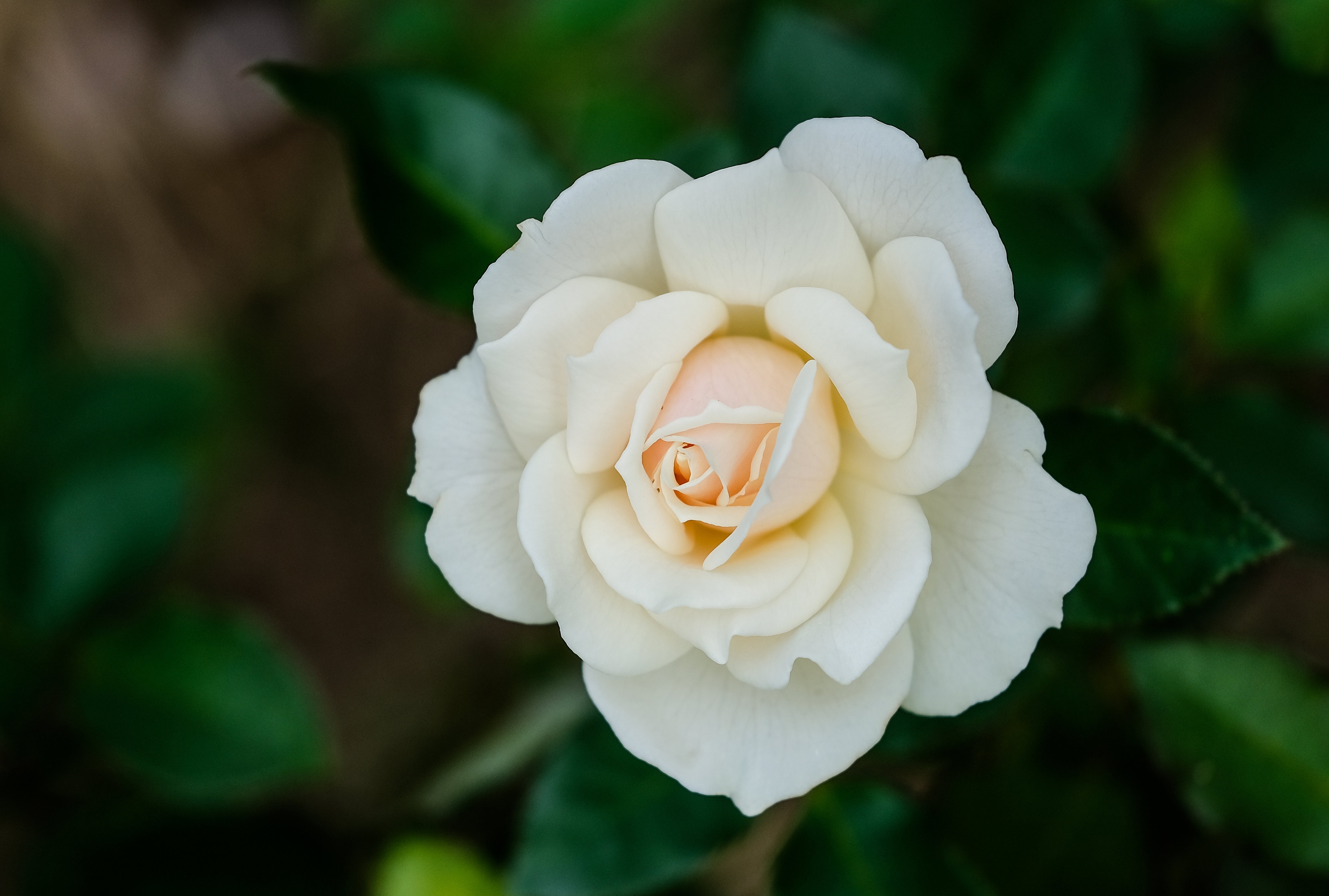 Téléchargez gratuitement l'image Fleurs, Rose, Pétale, Fleur Blanche, Terre/nature sur le bureau de votre PC