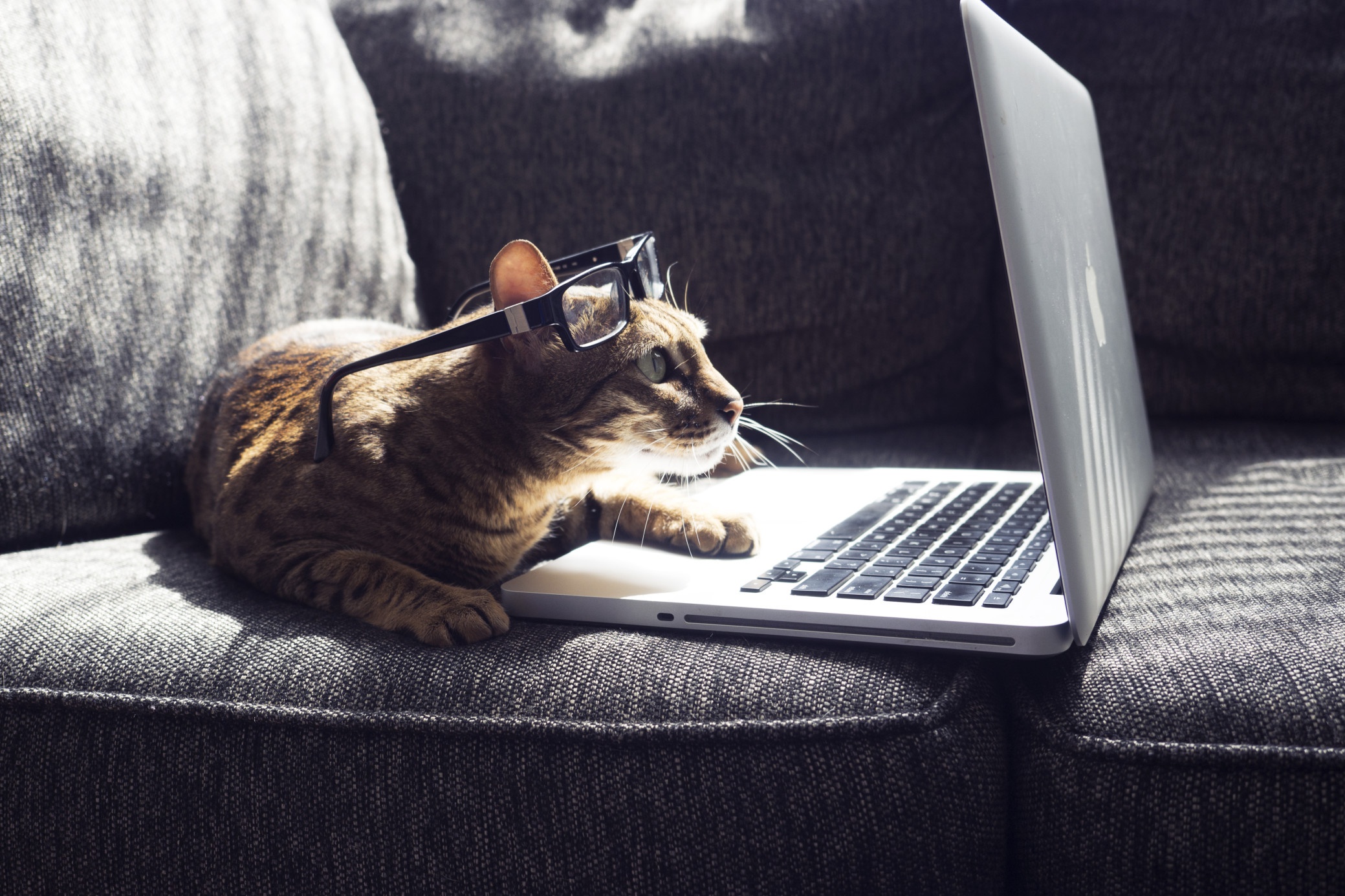 Download mobile wallpaper Cats, Cat, Animal, Glasses, Laptop for free.