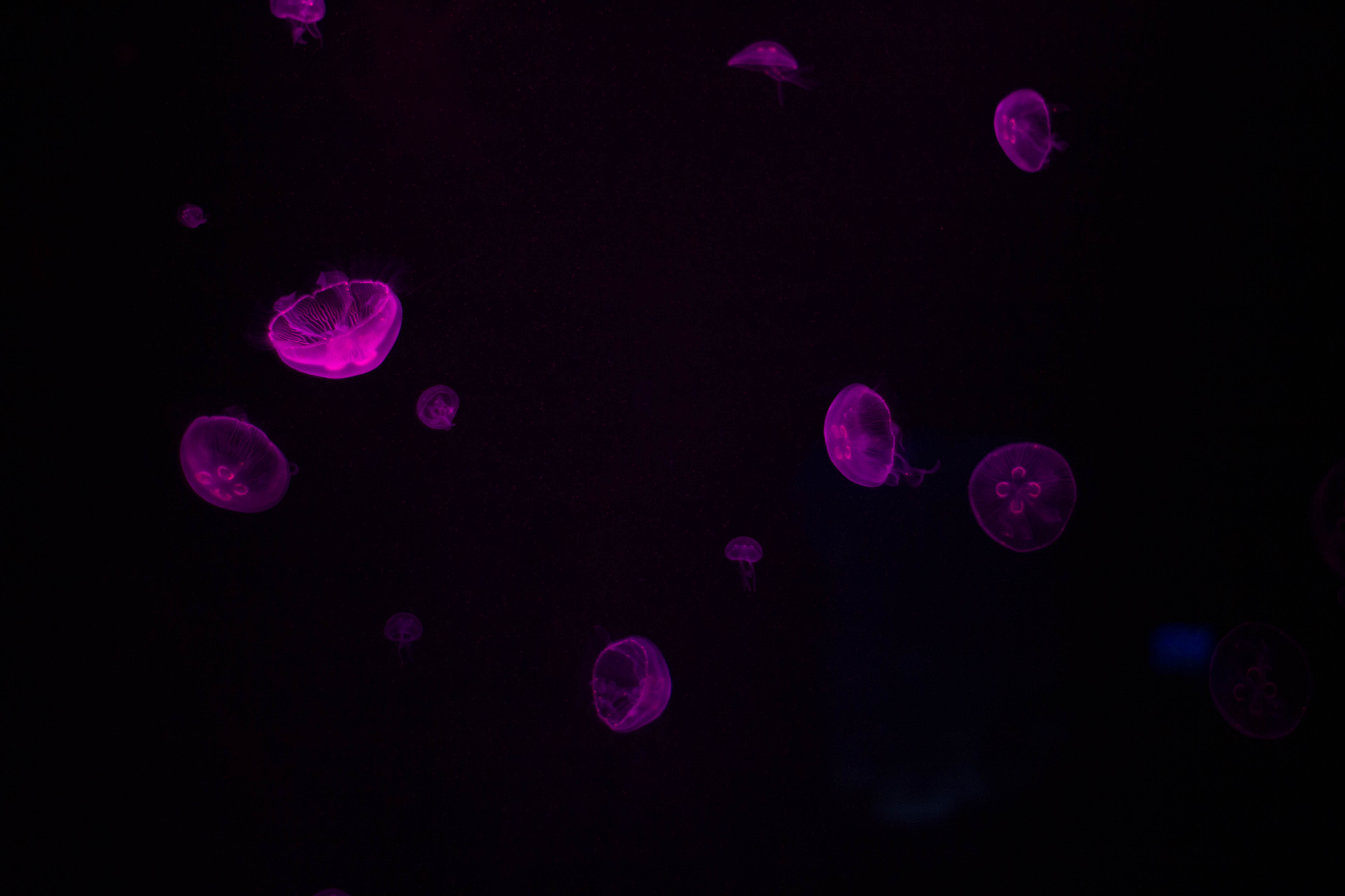 Скачать обои бесплатно Медузы, Подводный, Свечение, Фиолетовый, Темный, Темные картинка на рабочий стол ПК