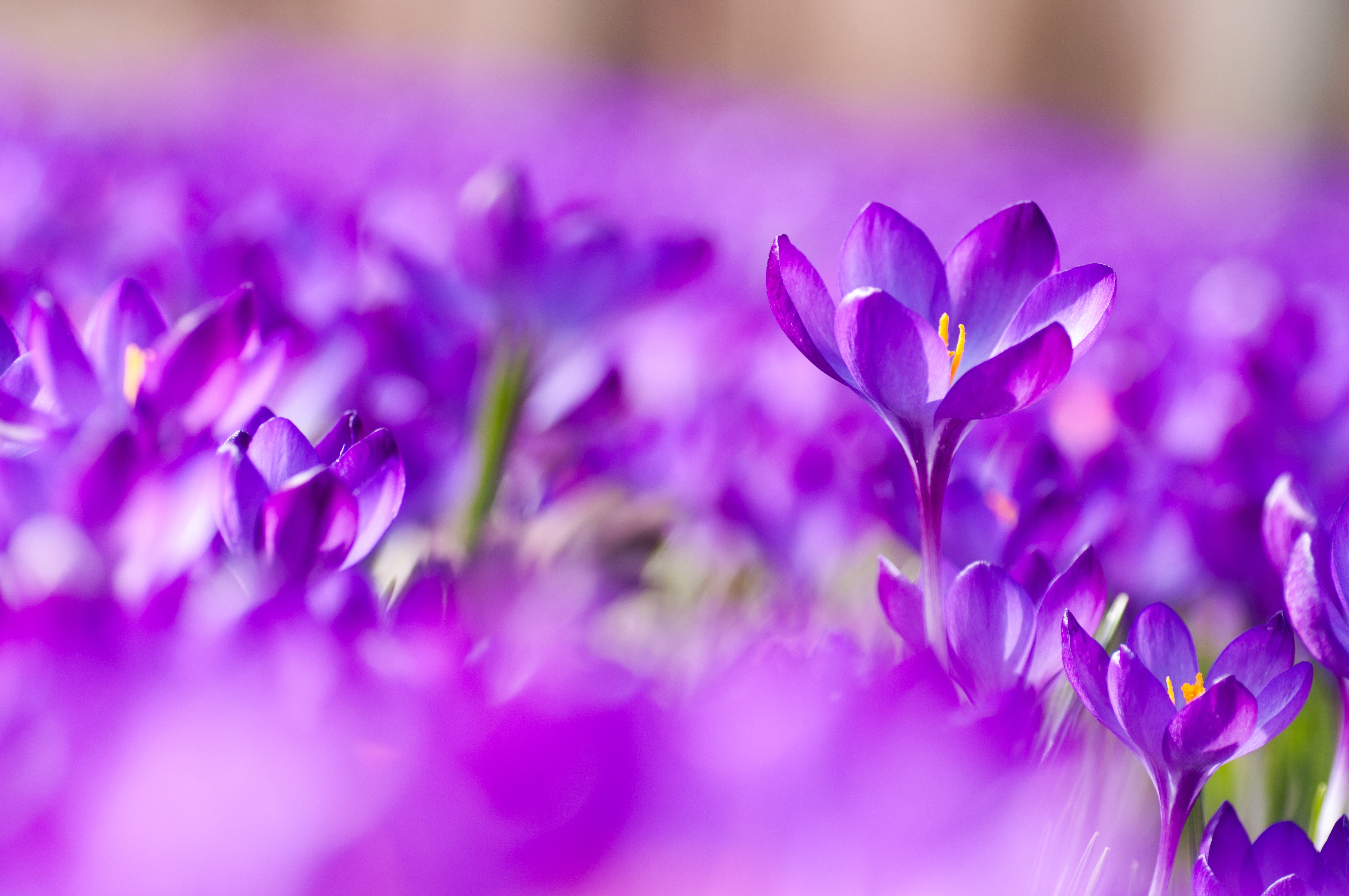 Download mobile wallpaper Flowers, Flower, Macro, Earth, Crocus, Purple Flower for free.