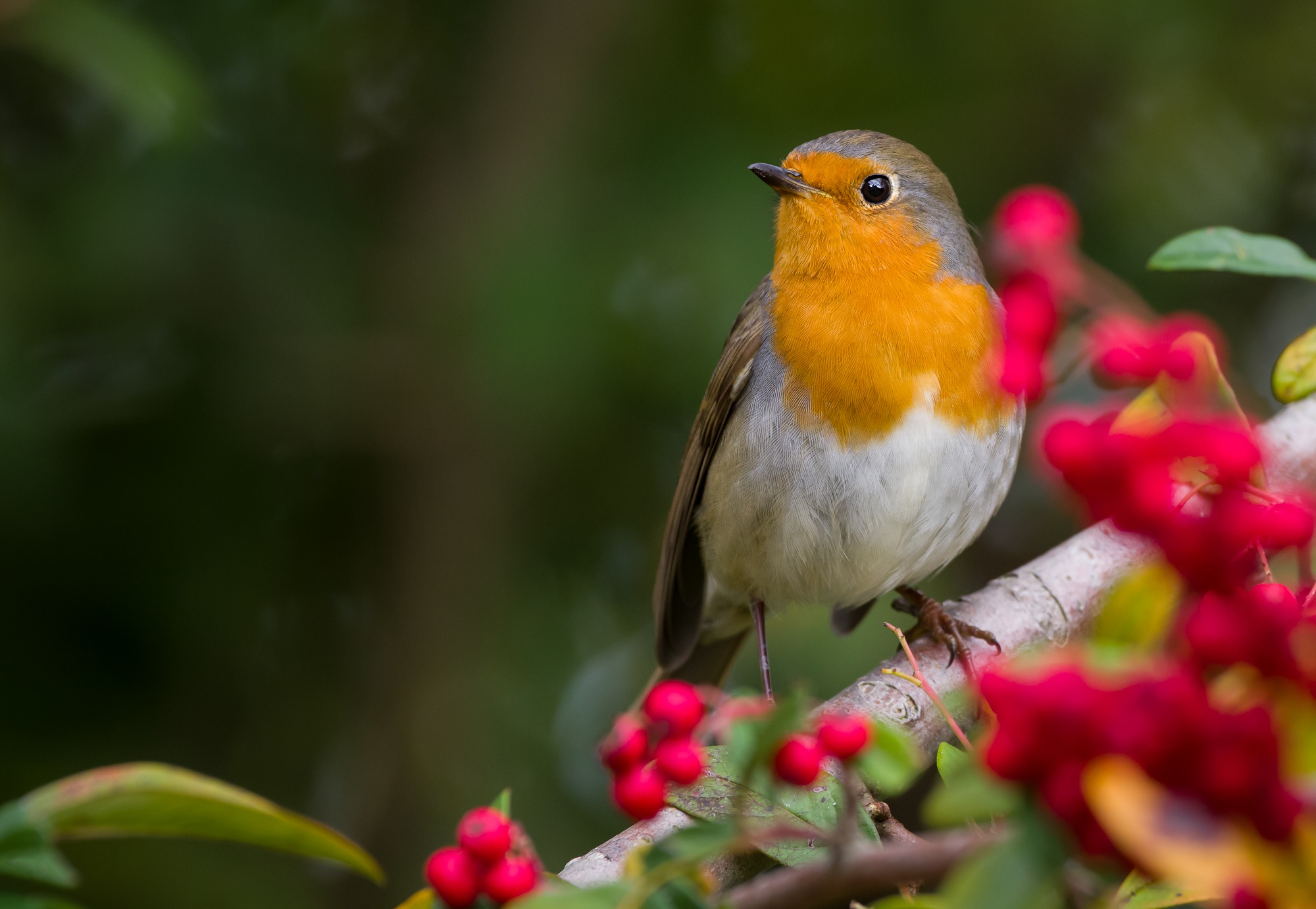 Download mobile wallpaper Birds, Bird, Animal, Robin, Passerine for free.
