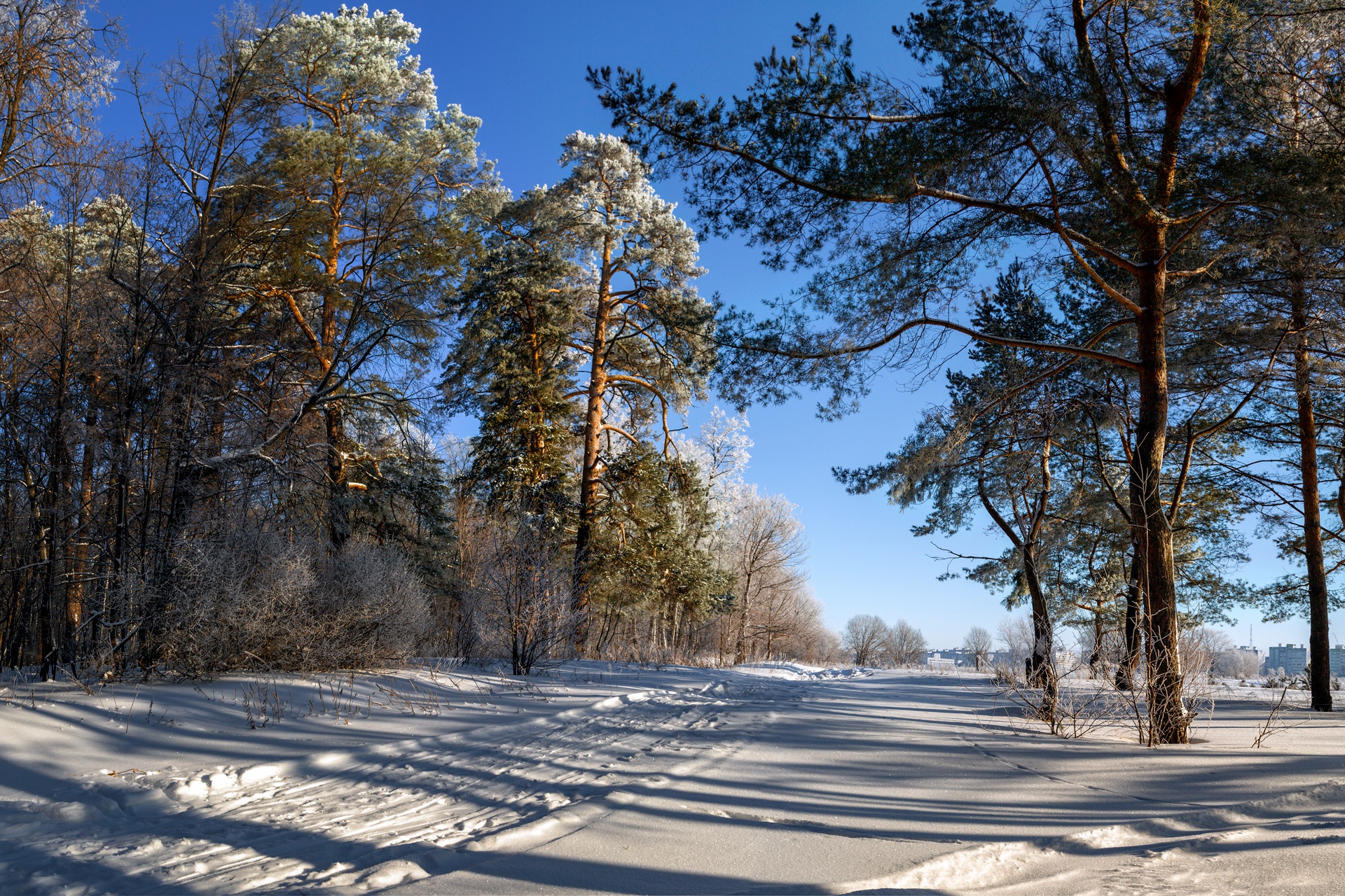 PCデスクトップに風景, 冬, 自然, 雪, 道, 地球, 松の木画像を無料でダウンロード
