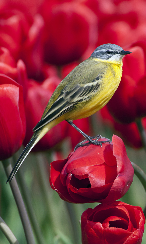 Download mobile wallpaper Birds, Flower, Animal, Wagtail for free.