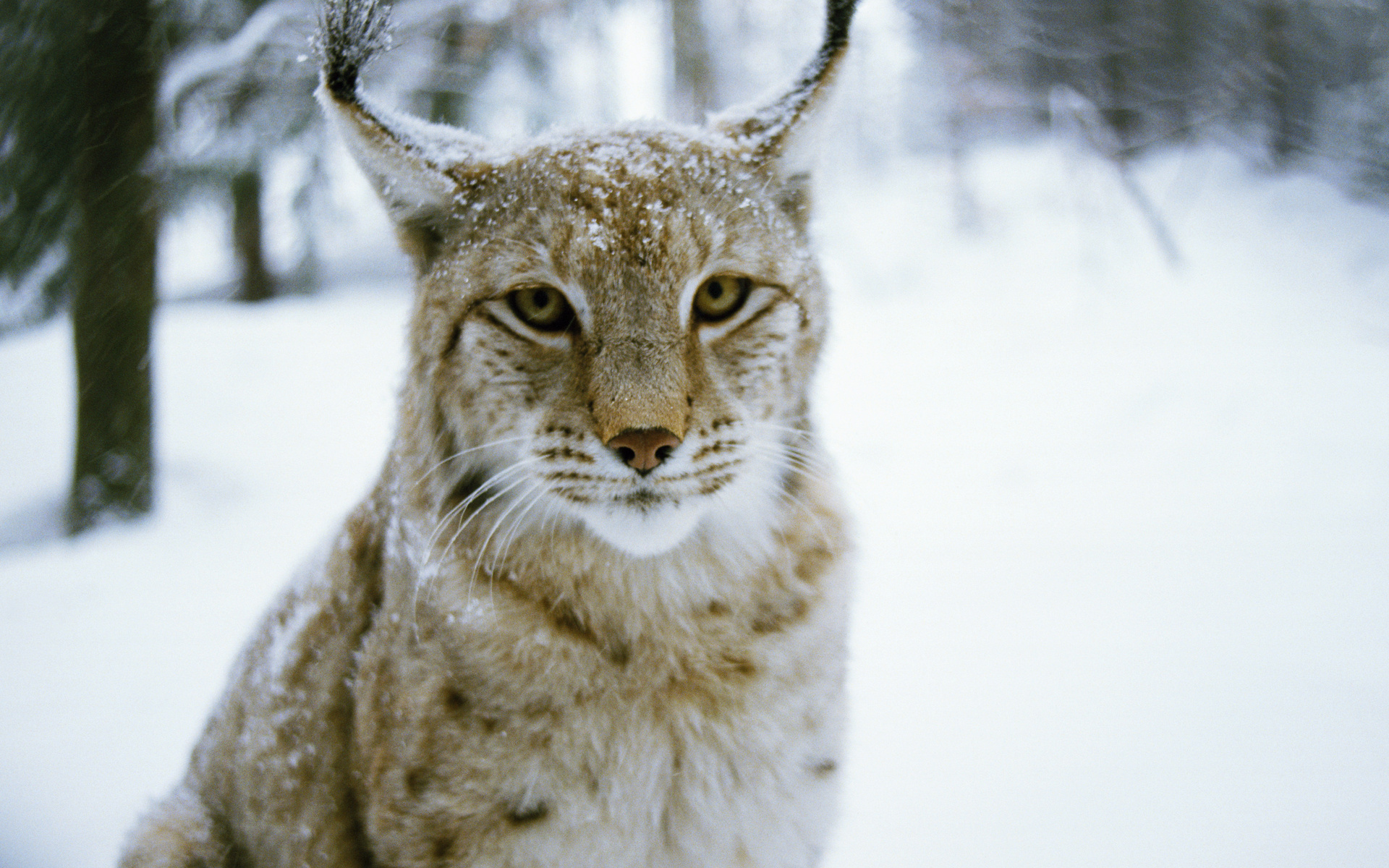 Download mobile wallpaper Lynx, Cats, Animal for free.