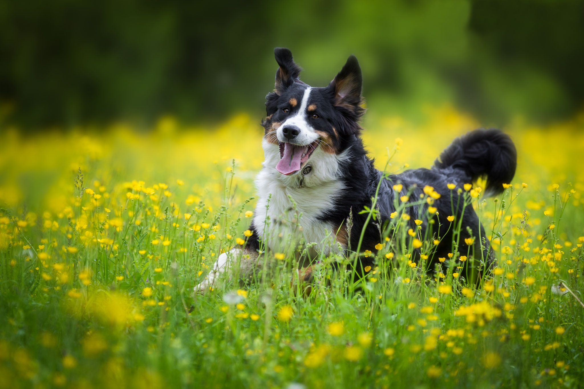 bernese mountain dog, animal, sennenhund, dog, flower, meadow, dogs