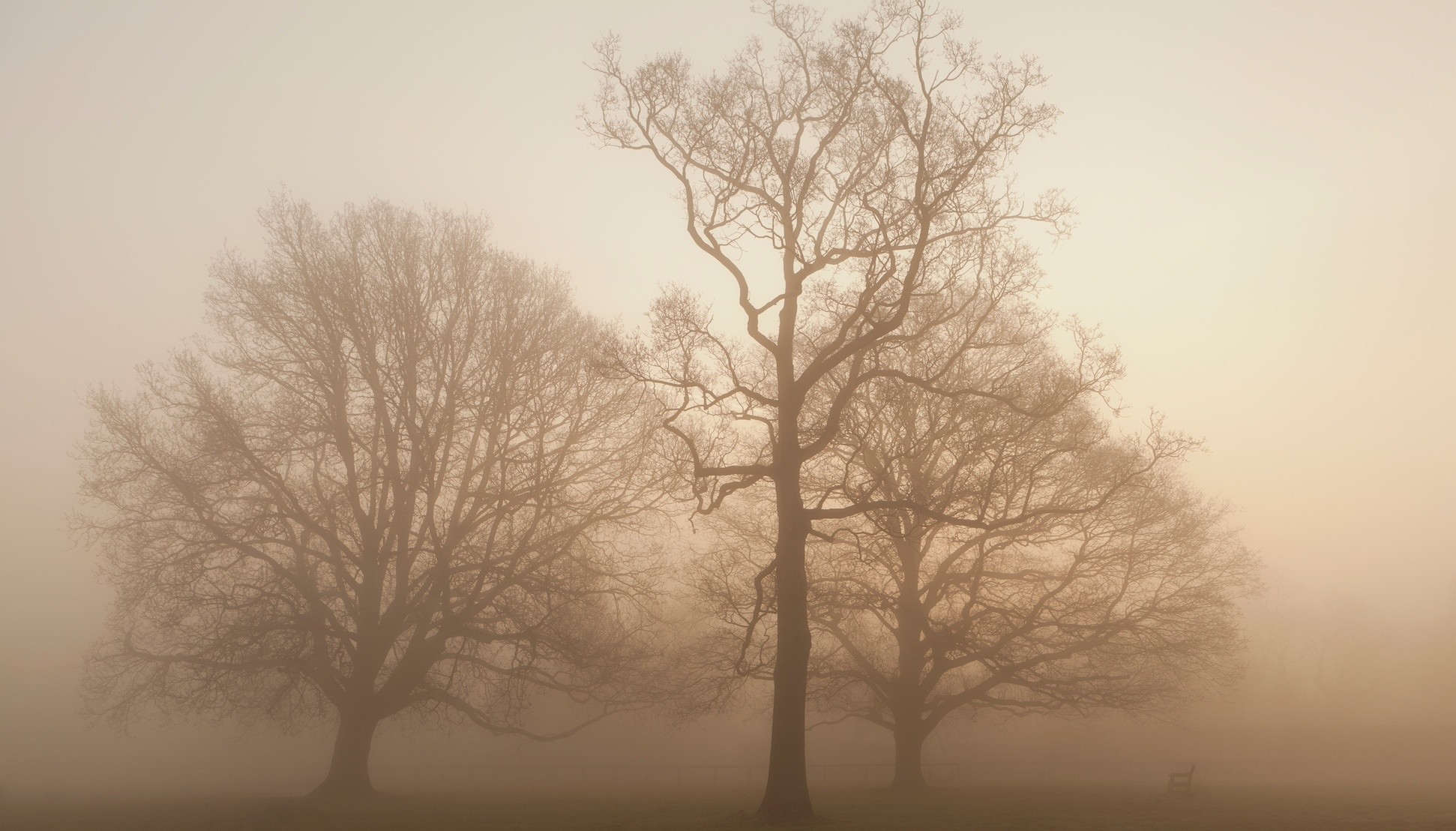 Free download wallpaper Tree, Fog, Fall, Earth on your PC desktop