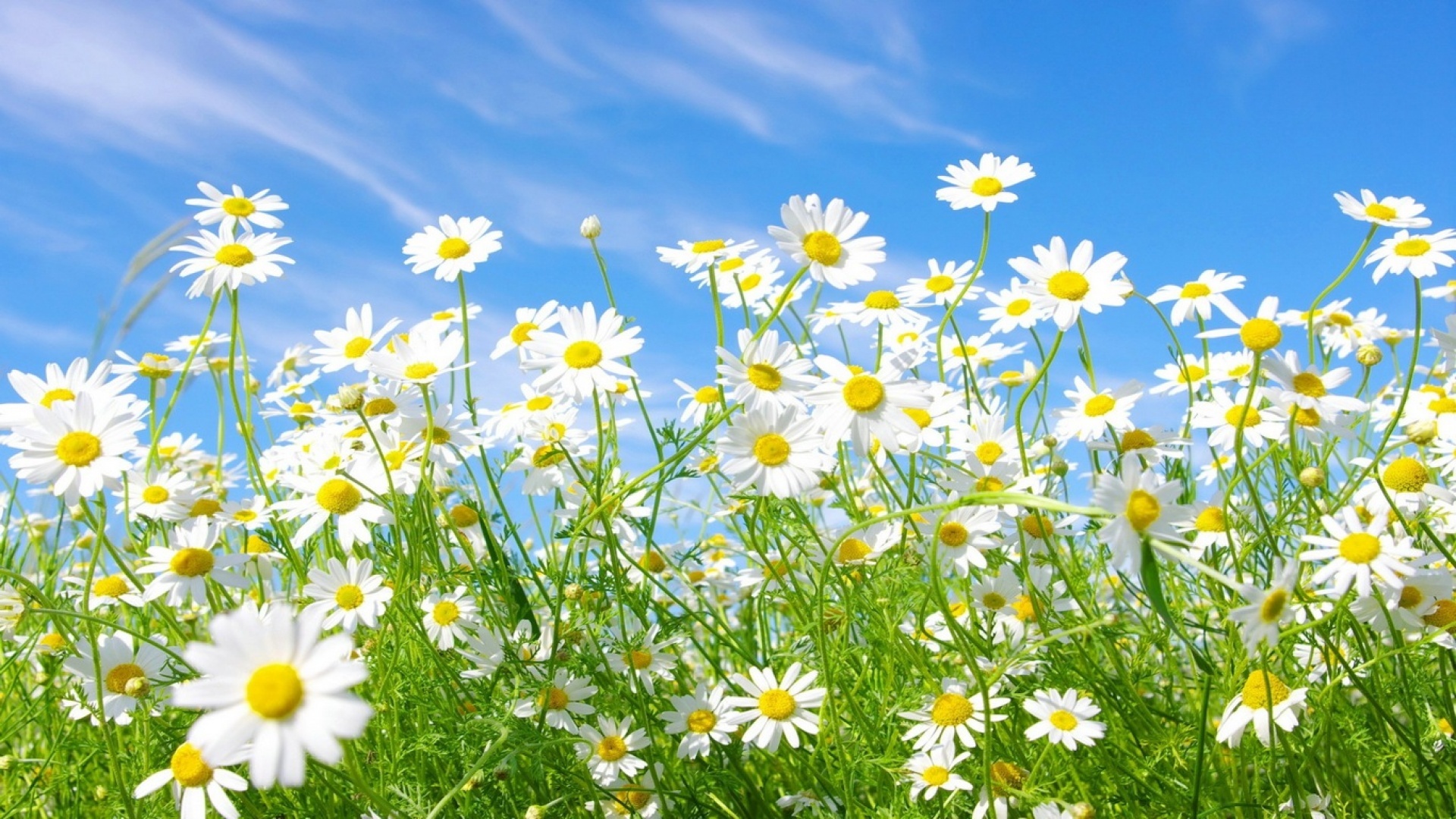 Download mobile wallpaper Plants, Grass, Sky, Camomile for free.